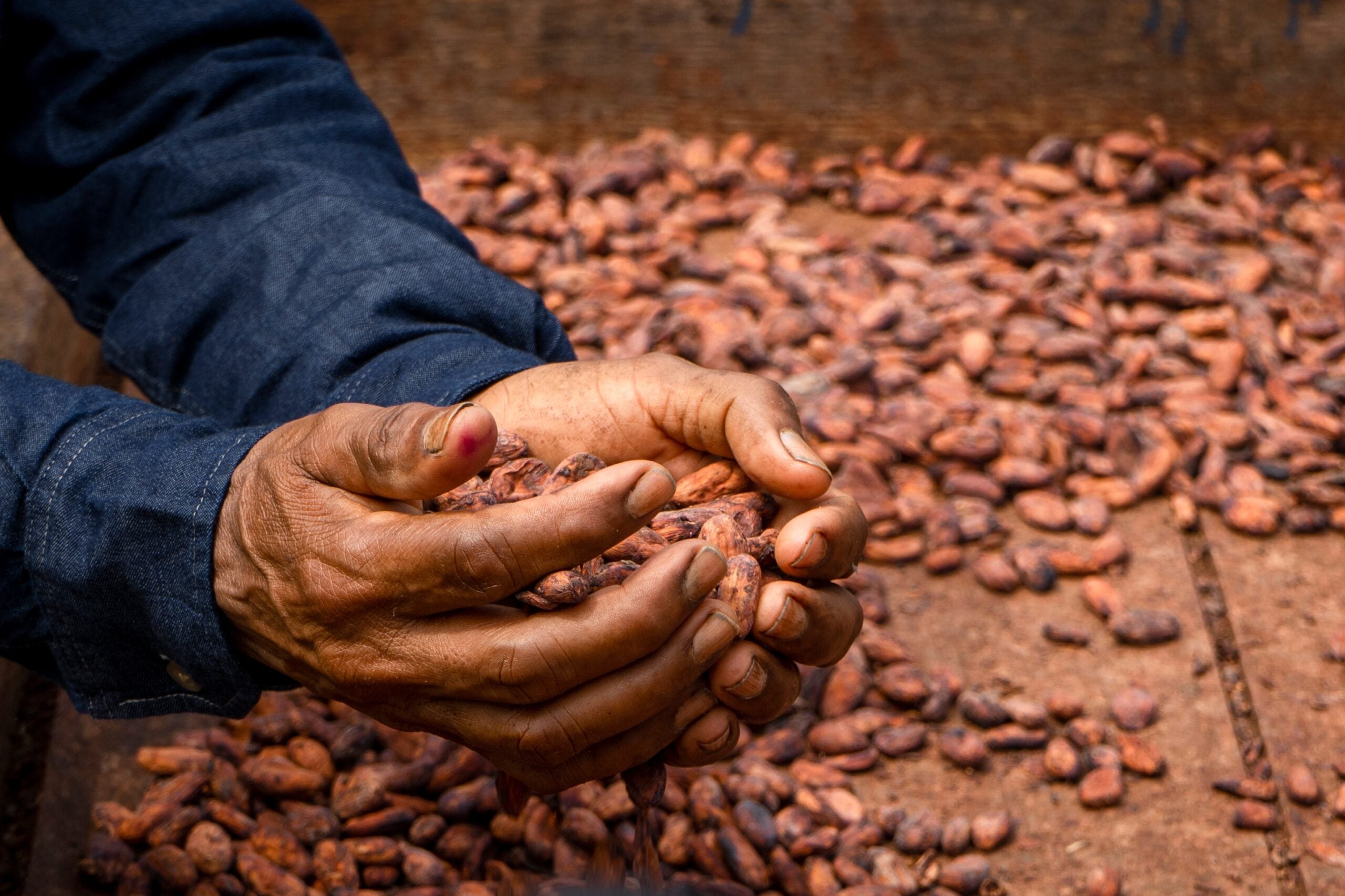 Researchers at UNICAMP used ultrasound and native bee honey to extract bioactive compounds from cocoa shells, creating a chocolate flavored, eco friendly honey.