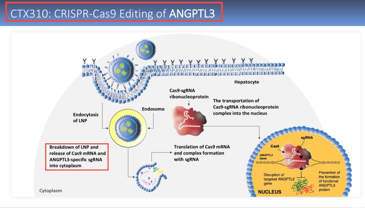 A single-course treatment with CTX310 produced dose-dependent, durable reductions in circulating ANGPTL3 with a mean reduction from baseline of -73% (maximum-89%), a mean reduction in triglycerides (TG) of -55% (maximum -84%) and a mean reduction of low-density lipoprotein (LDL) of -49% (maximum -87%) at the highest dose.