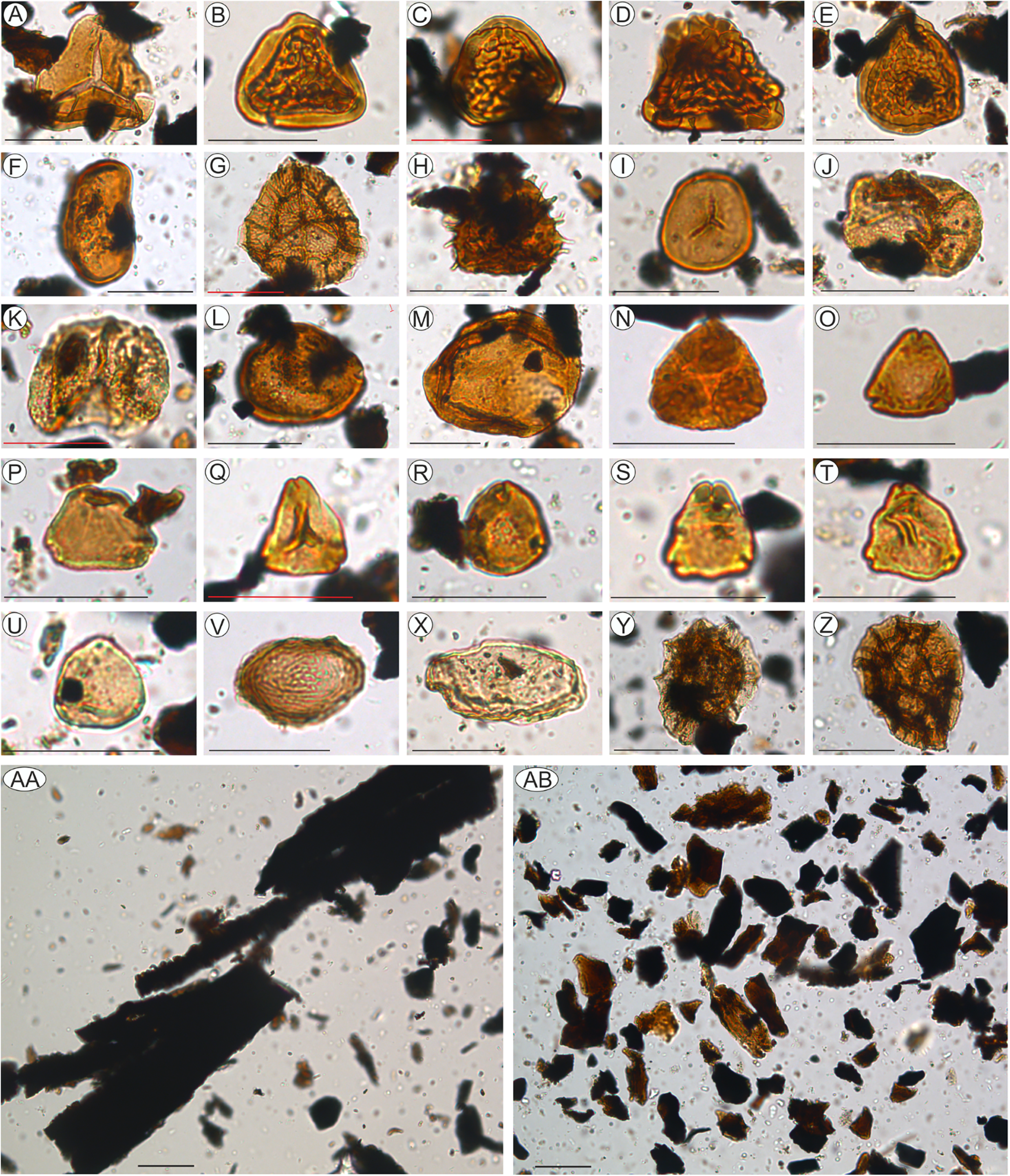 Selected terrestrial palynomorphs, freshwater algae, and typical constituents of organic matter recognized at site K2, Vălioara (Densuș–Ciula Formation).