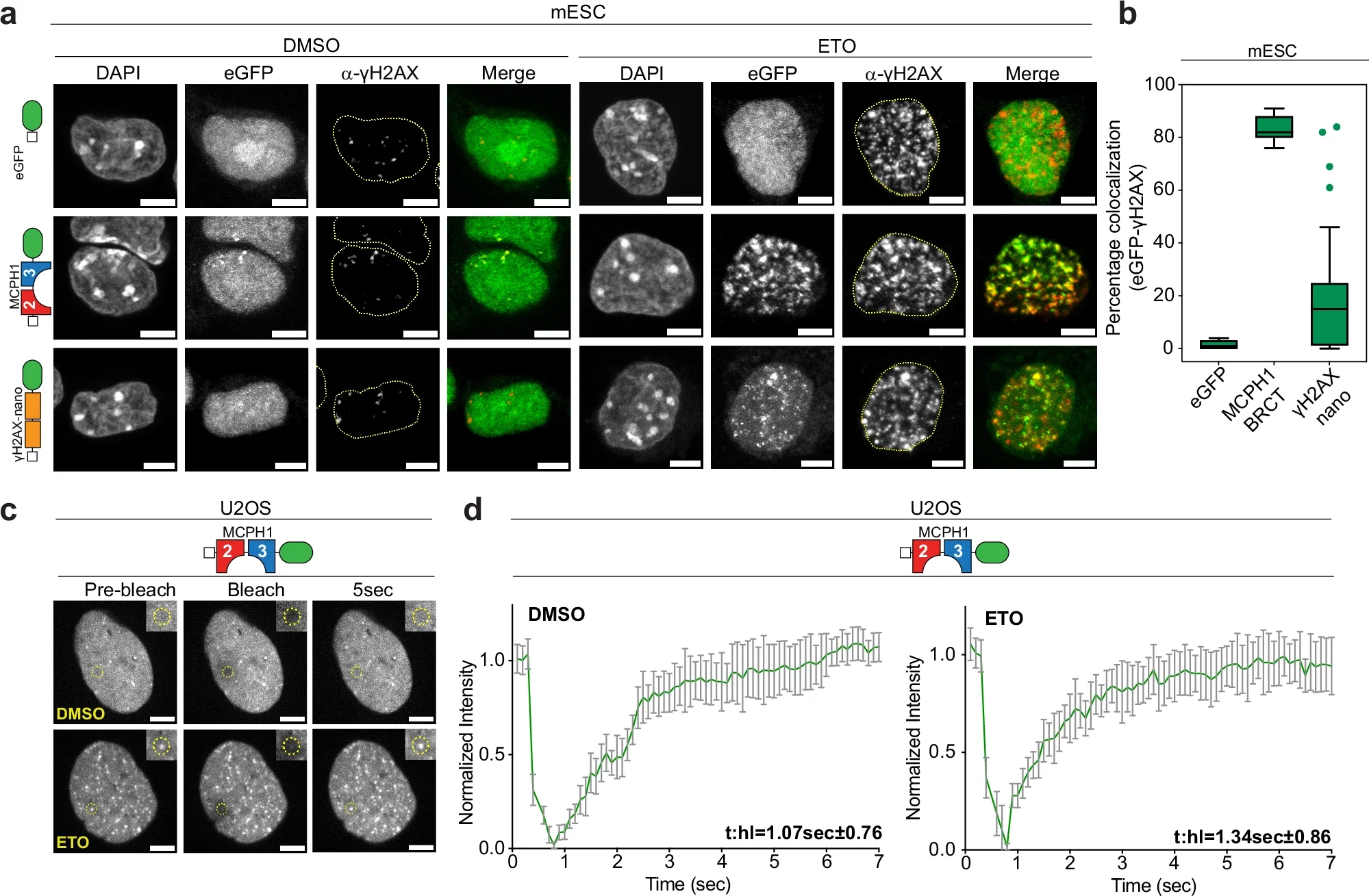 The dynamic association of MCPH1-BRCT eCR to damaged chromatin.