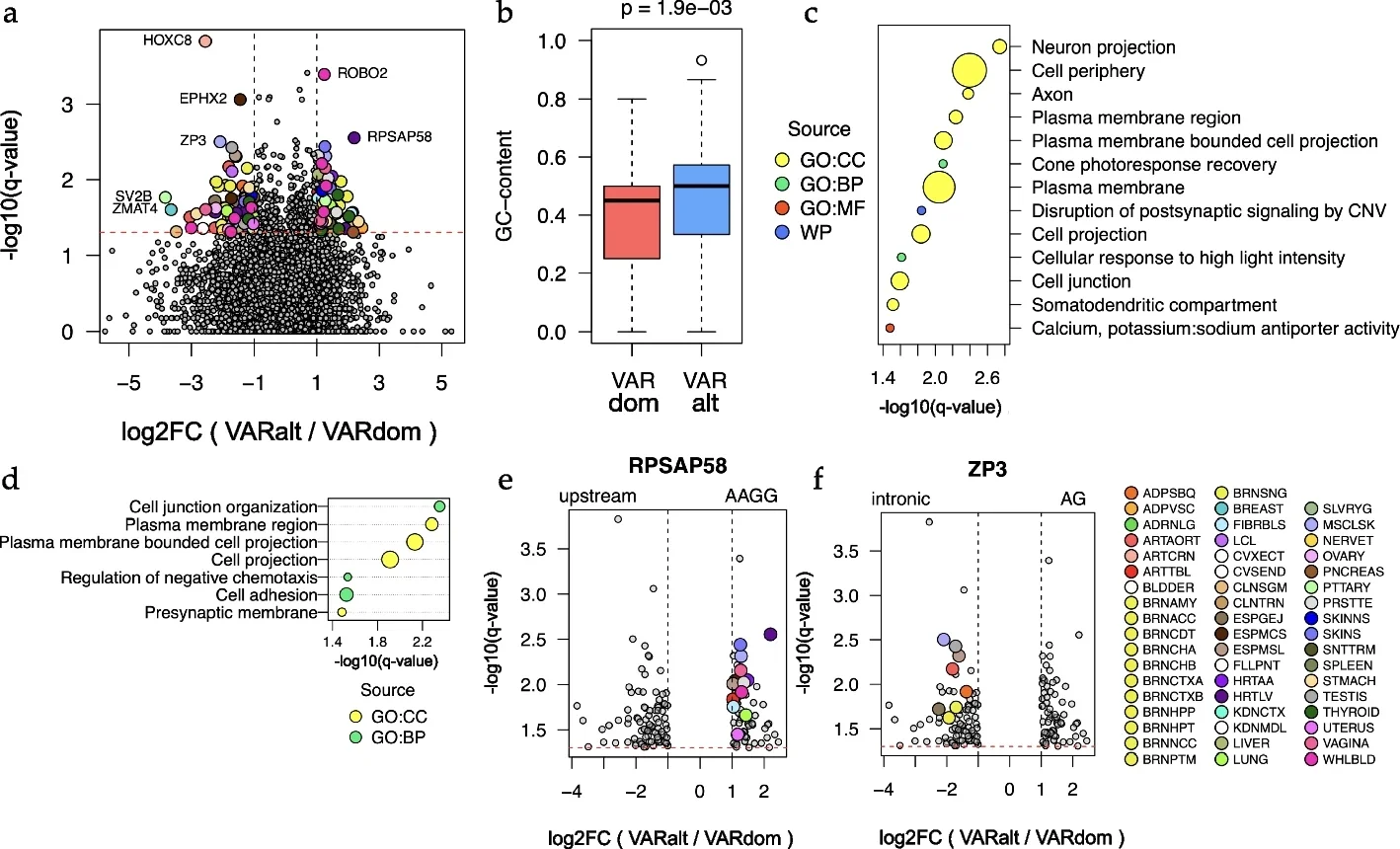 STRs motif in gene expression regulation.