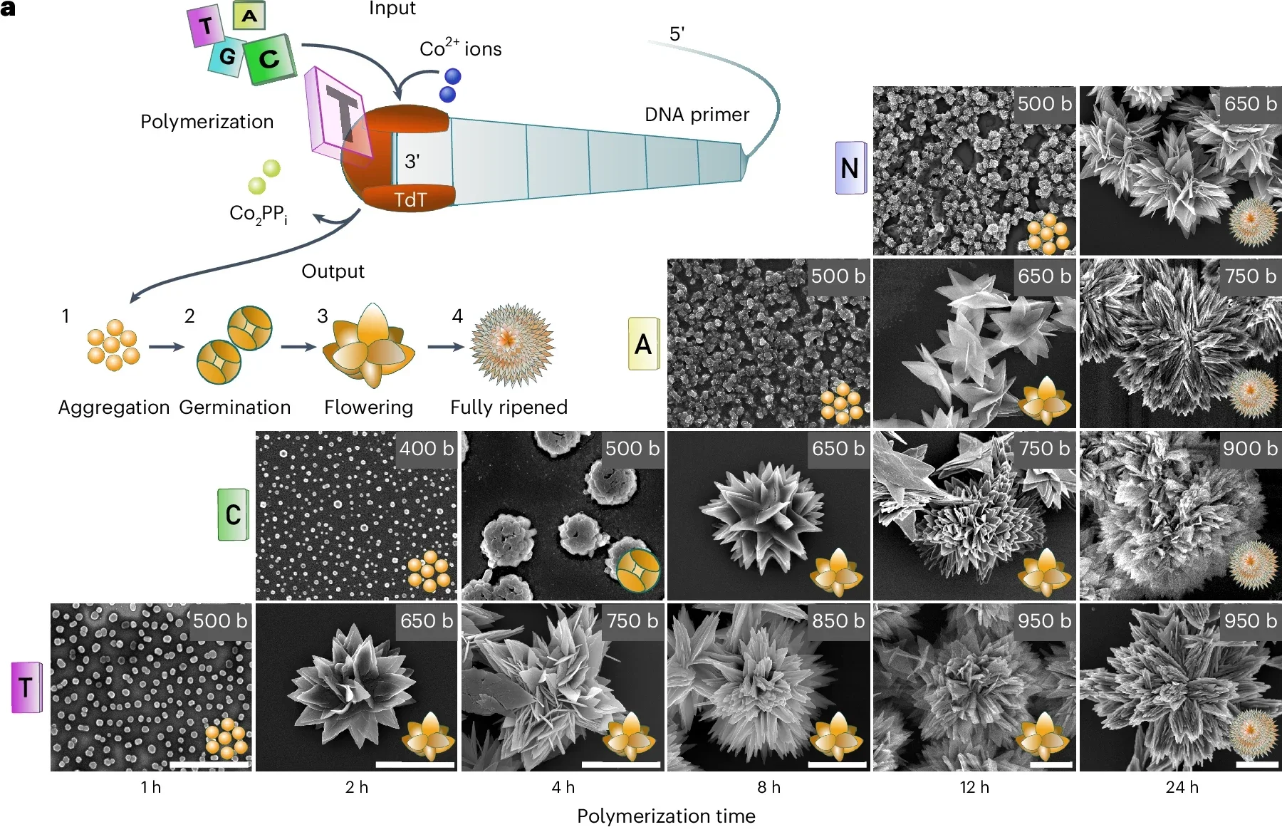 One-pot fabrication of DNA–inorganic crystals via TdT enzymatic DNA polymerization.