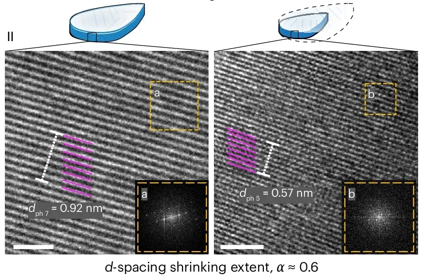 Quantification of Sp and S0 after each shrinking and swelling intervals for ten petals from two flowers. Maximum curvature, κ, the size-changing extent, α, and the projected size-changing extent, α′, are quantified, confirming the shape shifting mainly happens in the x–y plane.