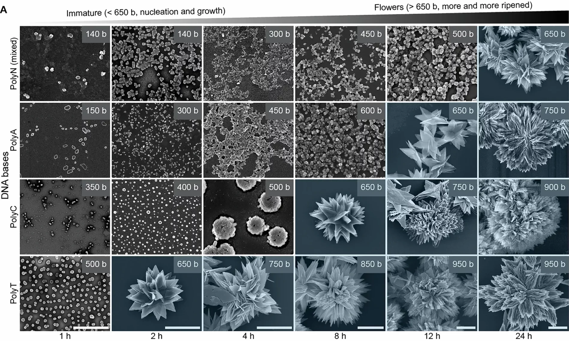 Structural phase of DNA-inorganic crystals as a function of DNA base, polymerization time, and DNA length.