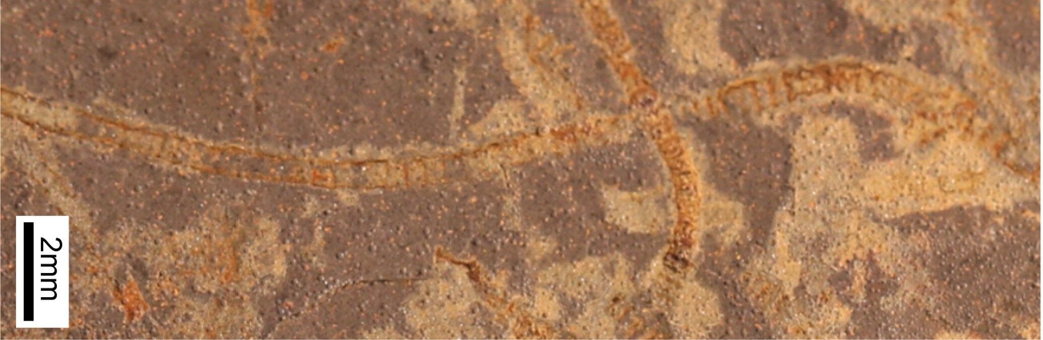 MSU researcher Katie Maloney contributed samples of rare, exceptionally well-preserved seaweed fossils (e.g., macroscopic algae) from Yukon Territory, Canada. These fossils are almost one-billion years old and represent one of the first seaweeds known in the fossil record when most life still needs to viewed through a microscope.