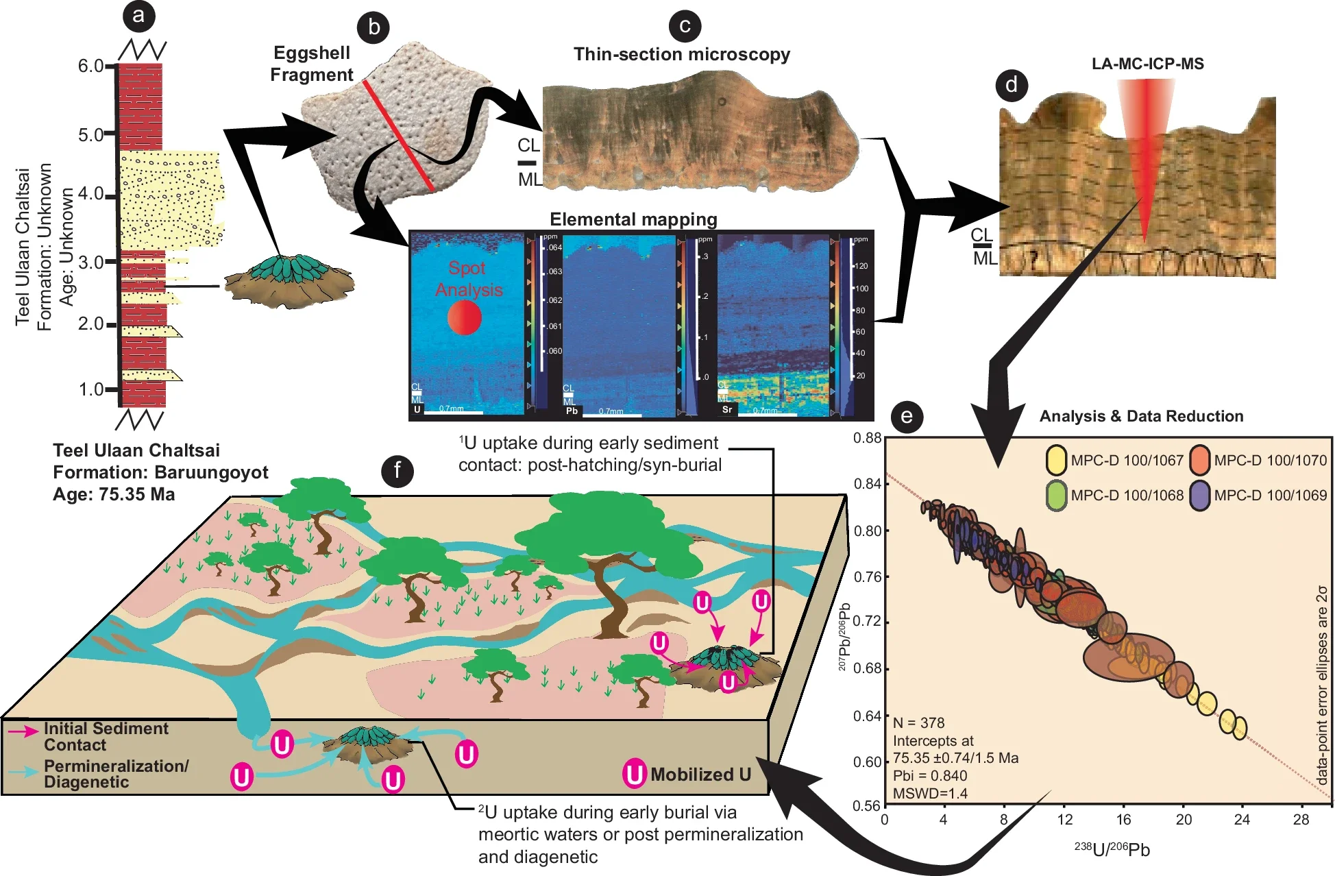 Diagram depicting the methodological pathways for in-situ U-Pb calcite dating of the eggshell and current interpretation for the uptake of original U during the early phases of sediment contact within the Mongolian-based eggshells.
