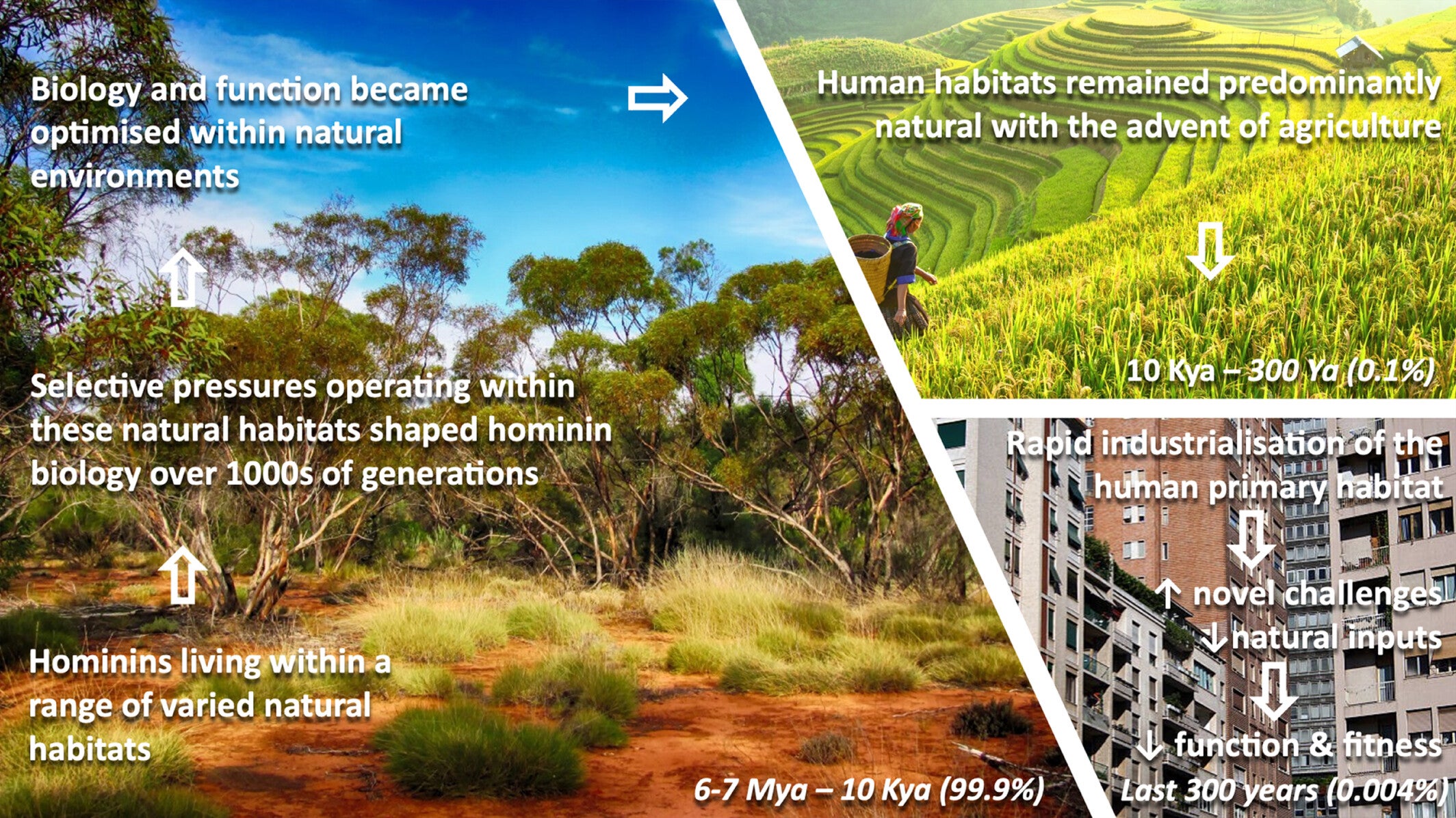 Visual representation of the Environmental Mismatch Hypothesis.