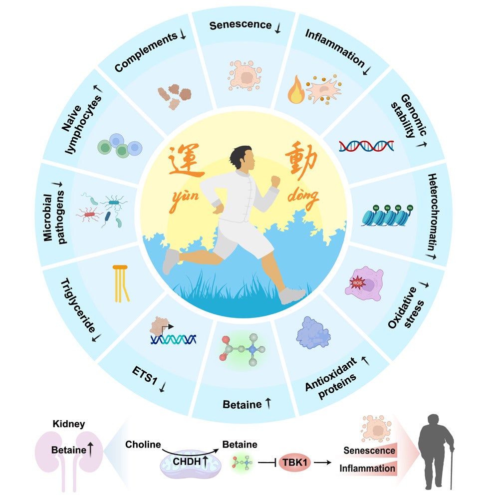 Graphical abstract of the study. Exercise-driven betaine enrichment, partly mediated by renal biosynthesis, exerts geroprotective effects and rescues age-related health decline.
