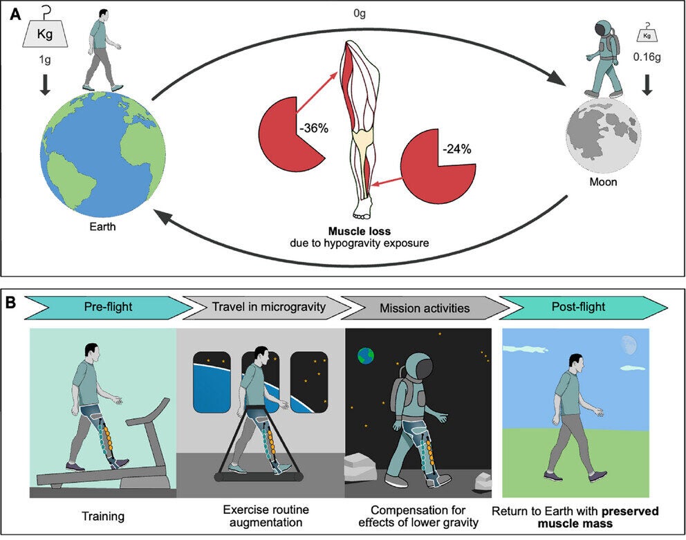 Soft Resistive Hypogravity Exosuit (R-HEXsuit) for dynamic body loading in hypogravity.