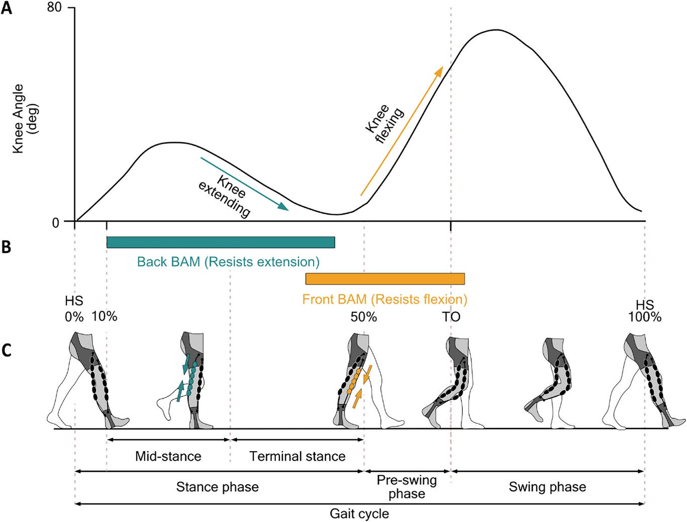 The application of the resistance delivered by the R-HEXsuit during one gait cycle.