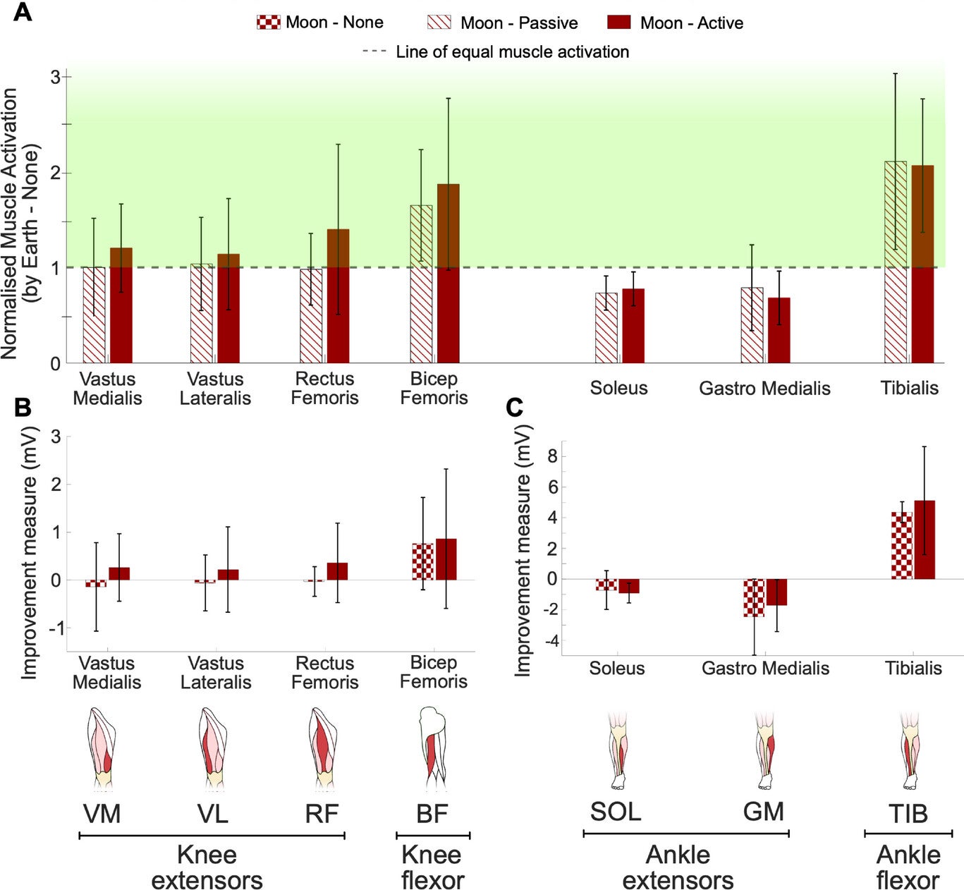 Muscle activation of seven main muscle groups contributing to walking.