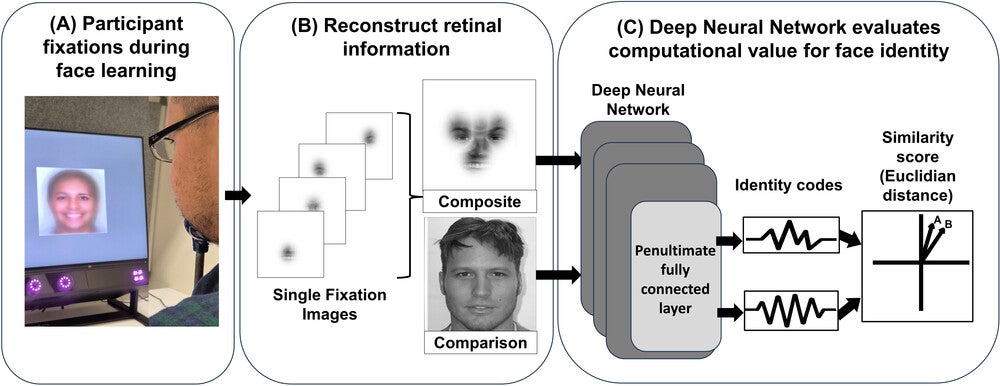 Quantifying the computational value of face identity information sampled by participants’ eye fixations.