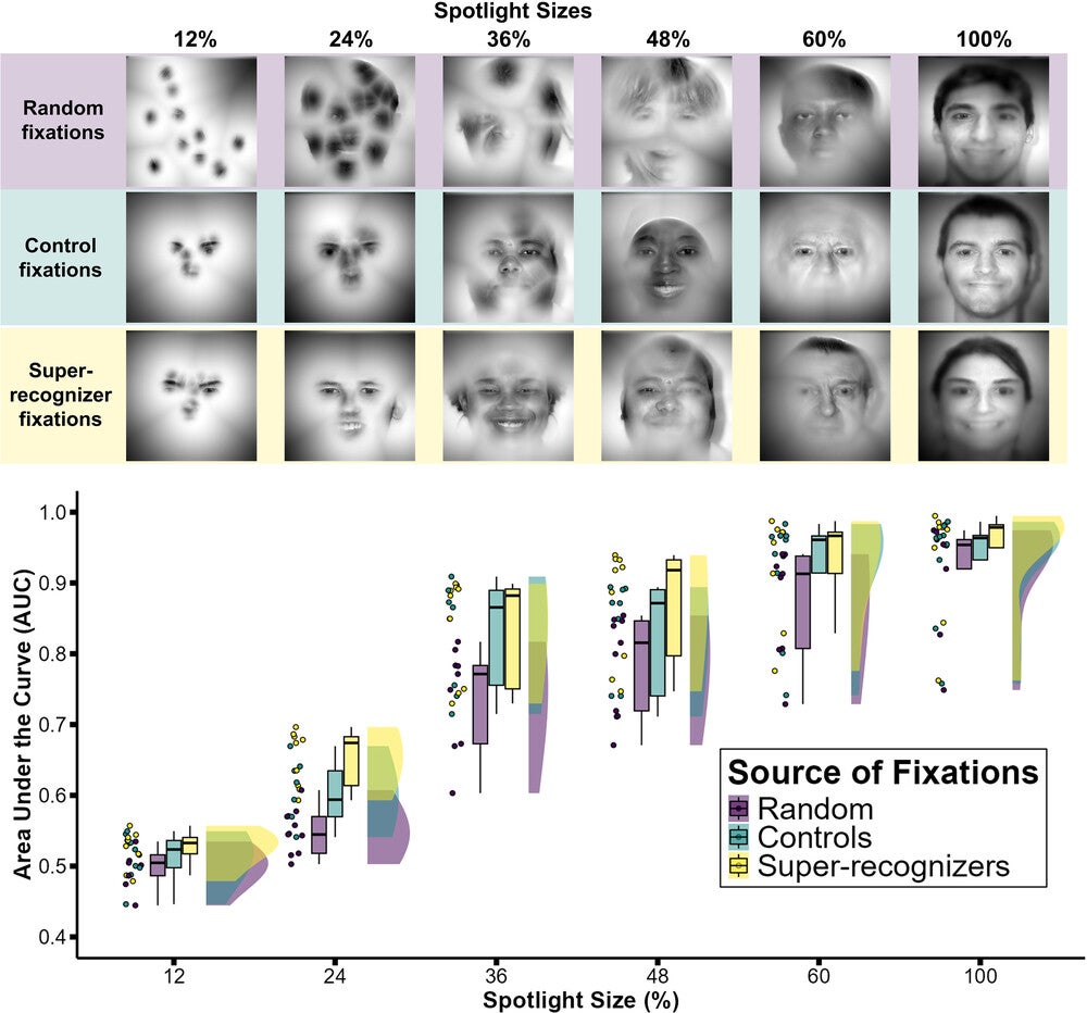 Super-recognizers sample computationally higher values of retinal information during a face learning task.