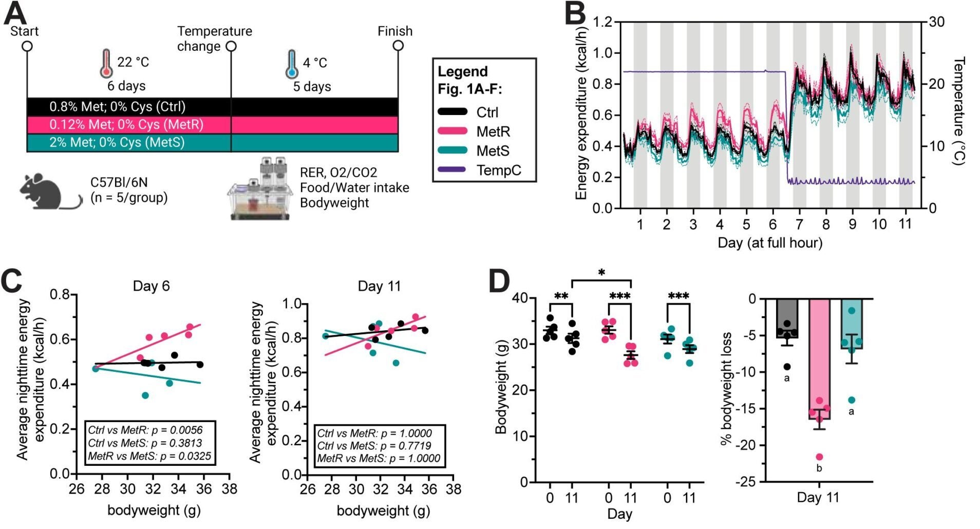Physiological and metabolic effects of methionine restriction (MetR) and cold exposure (CE).