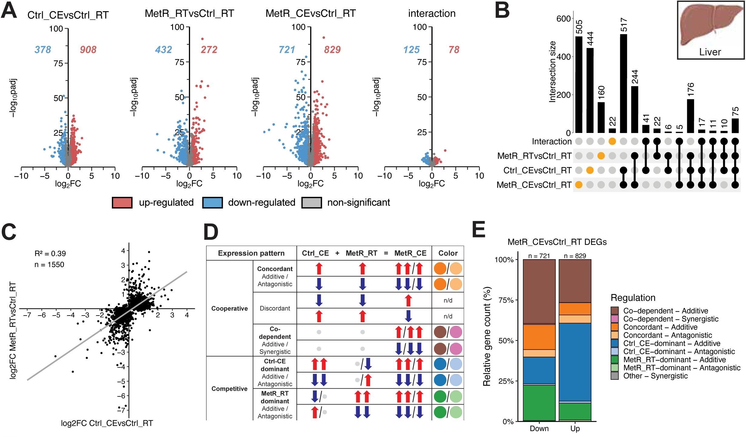 Cold exposure (CE) drives gene induction while methionine restriction (MetR) and CE cooperatively repress genes in the liver.