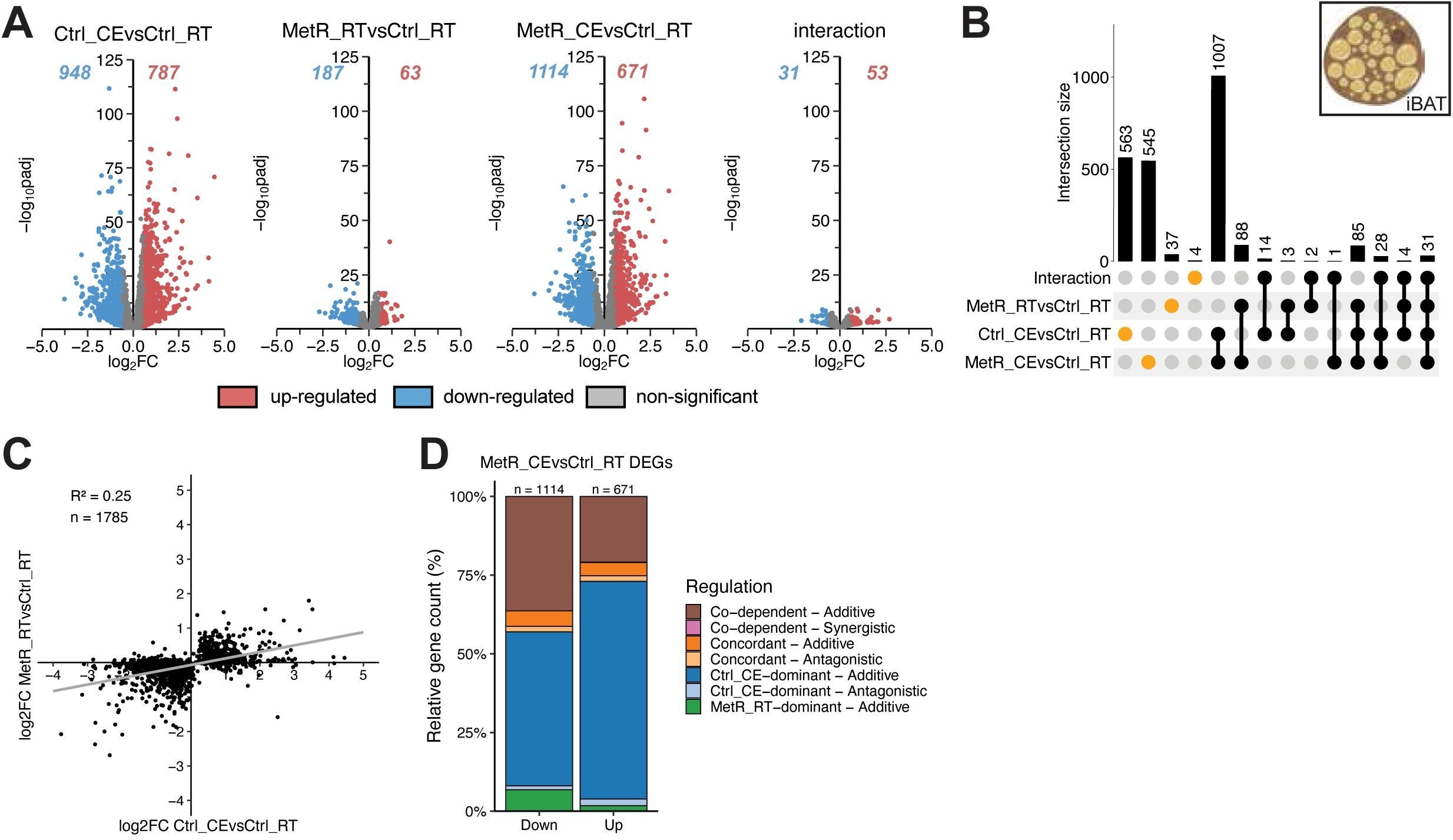 CE dominates gene induction in iBAT with limited contribution of MetR