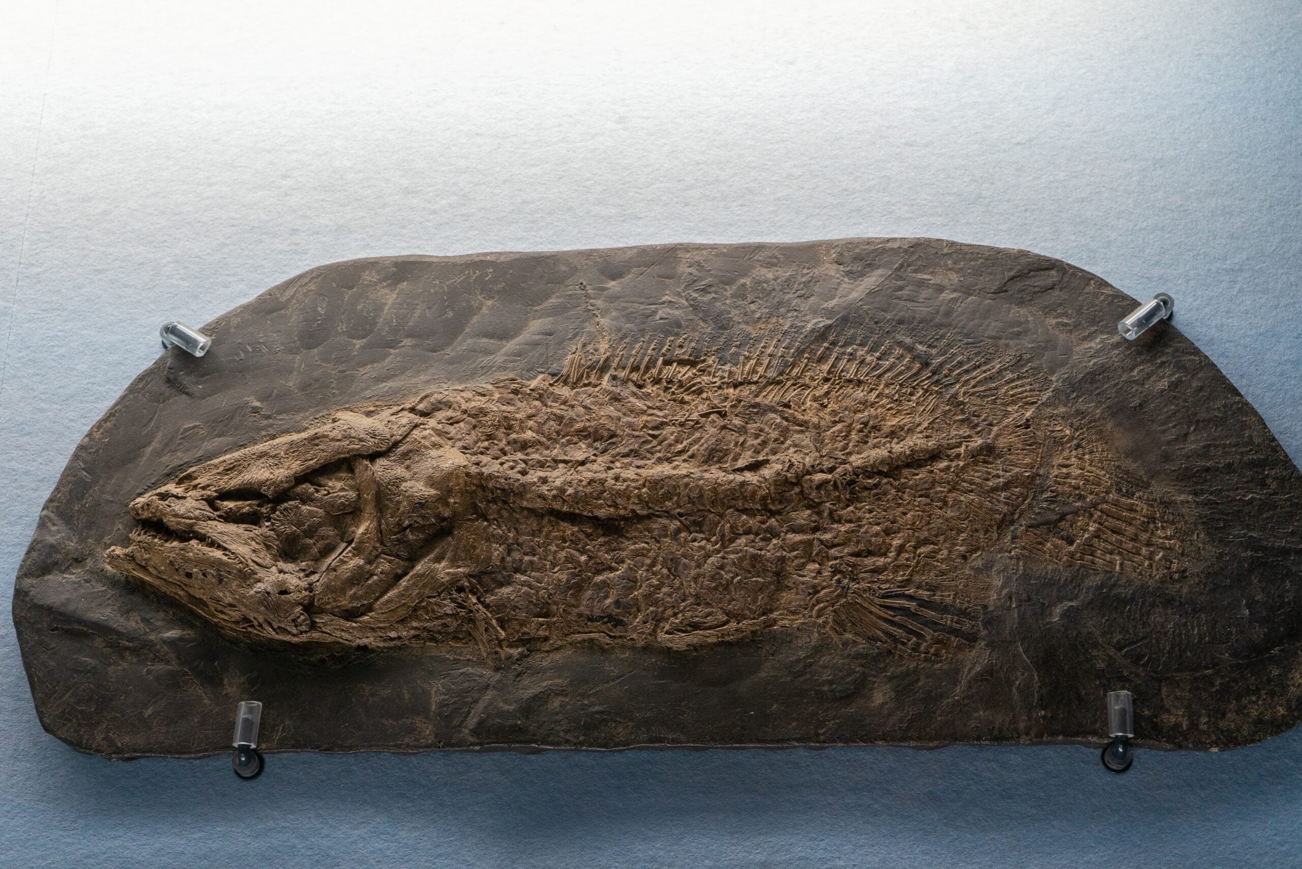 A detailed study of Dunkleosteus uncovers surprising new anatomy, revealing a smaller, stronger and more complex predator than once believed.