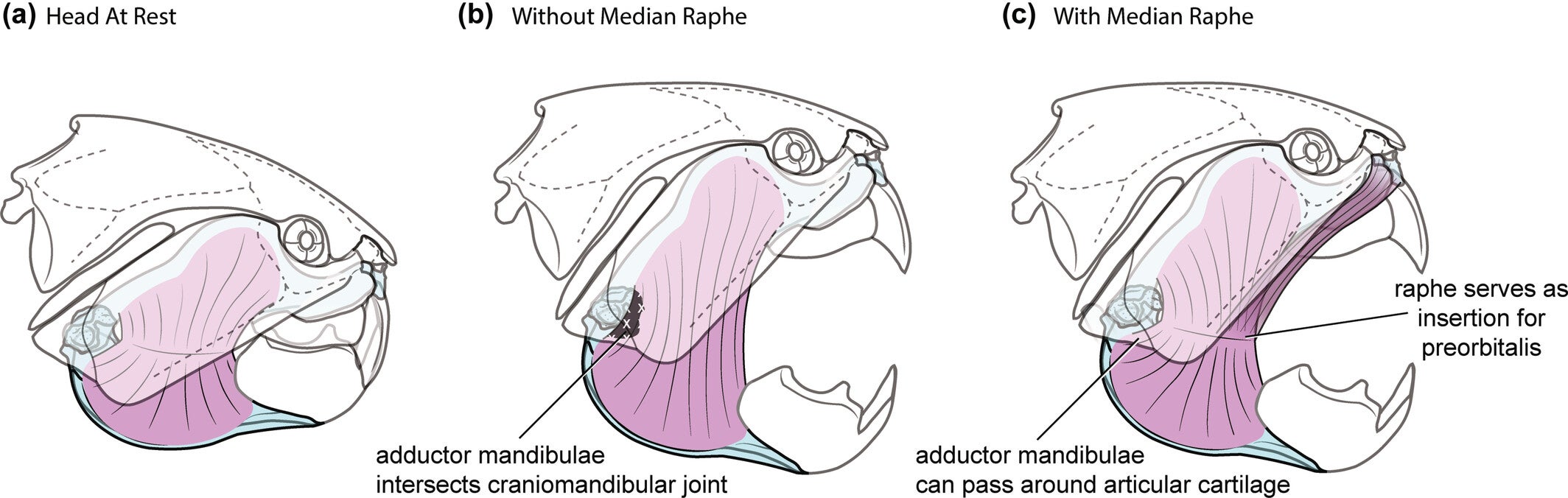 Skull of Dunkleosteus terrelli (modeled after CMNH 7054) with jaws closed (a) and open (b, c) showing how the presence of a median raphe affects the kinematics of the jaw.