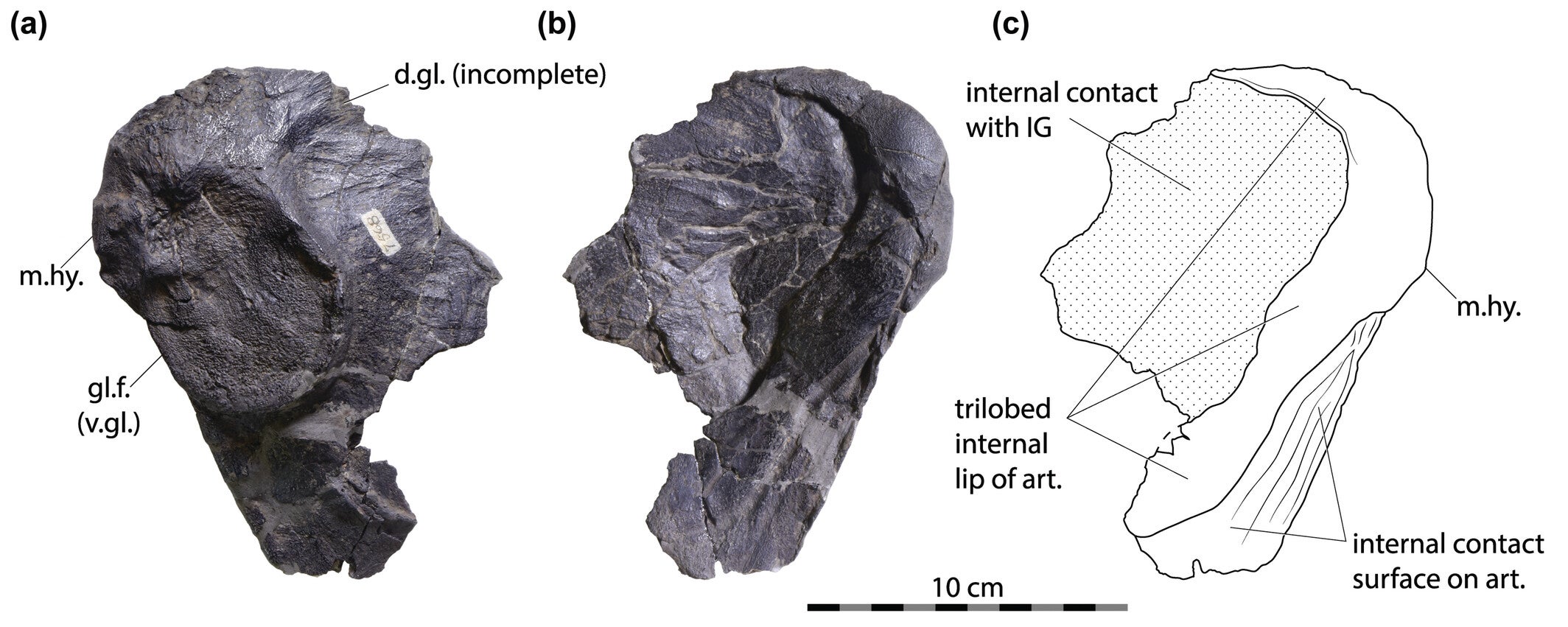 Photographs (a–b) and line drawing (c) of the right articular cartilage of Dunkleosteus terrelli (CMNH 7658) in external (a) and internal (b–c) views, showing the trilobate, internally overhanging lip of the articular cartilage around the posterior edge of the infragnathal and the internal contact face (for the ceratohyal?). d.gl, dorsal glenoid facet; IG, infragnathal; m.hy., attachment for mandibulohyoid ligament