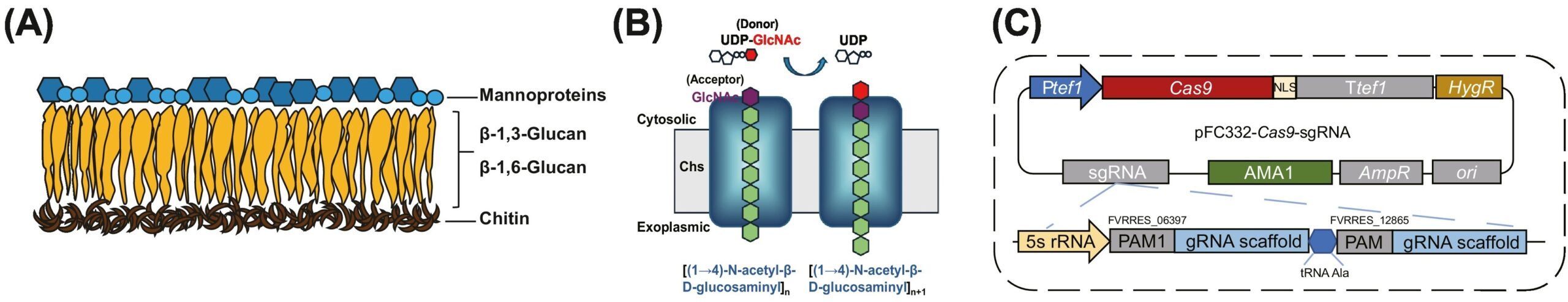 Cell wall composition of filamentous fungi. (B) Synthesis and transport scheme of chitin by chitin synthase (Chs). (C) Schematic representation of the AMA1-based Cas9 and sgRNA expression vector.