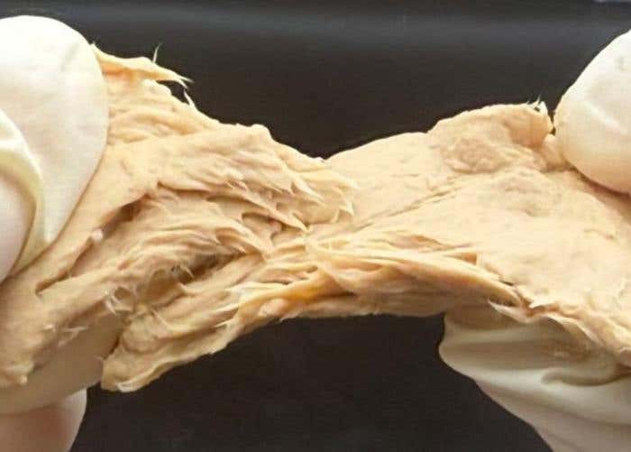 A picture of Fusarium venenatum. Gene-edited mycoprotein cuts emissions, land use, and resource demand while improving nutrition.