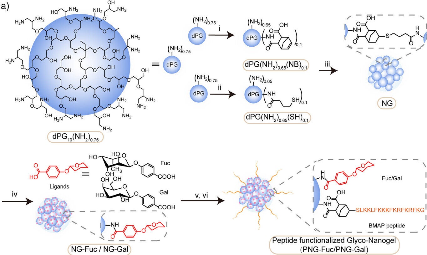 Schematics for the synthesis of nanogels (NGs). (i) Norbornene anhydride, DMF, room temperature, overnight.