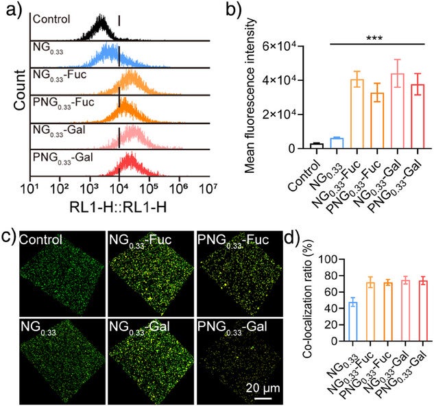 a) and b) Flow cytometry analysis of PNGs co-incubated with planktonic P. aeruginosa., c) and d) P. aeruginosa biofilm binding capacity of different nanogels (green: FITC, P.a., Red: Rhodamine, yellow: co-localization signal, Nanogels, scale bar = 20 µm), 0.01<*p< 0.1, 0.001<**p < 0.01, compared with the Control group.