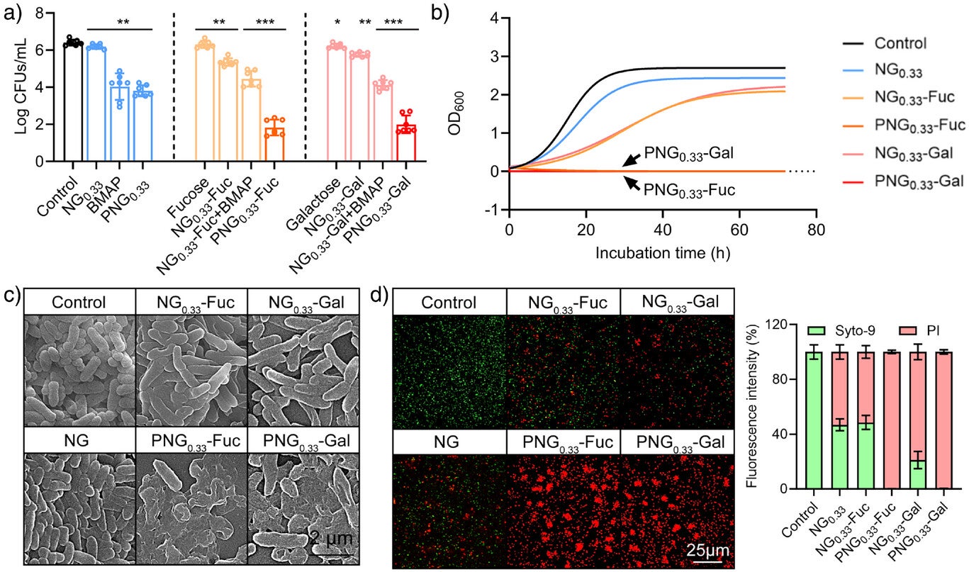 a) Planktonic P. aeruginosa survival ratio after 12 h of treatment with PNG0.33-Fuc (mean ± SD, n = 7), b) 72 h growth curve after treatment with samples, c) SEM images for bacterial cells after different treatments (Black scale bar: 2 µm), d) Representative live/dead bacterial staining of P. aeruginosa. with different treatment and statistics for fluorescence intensity (green: live, red: dead, scale bar = 25 µm). 0.01<*p< 0.1, 0.001<**p < 0.01, ***p < 0.001, compare with Control group.