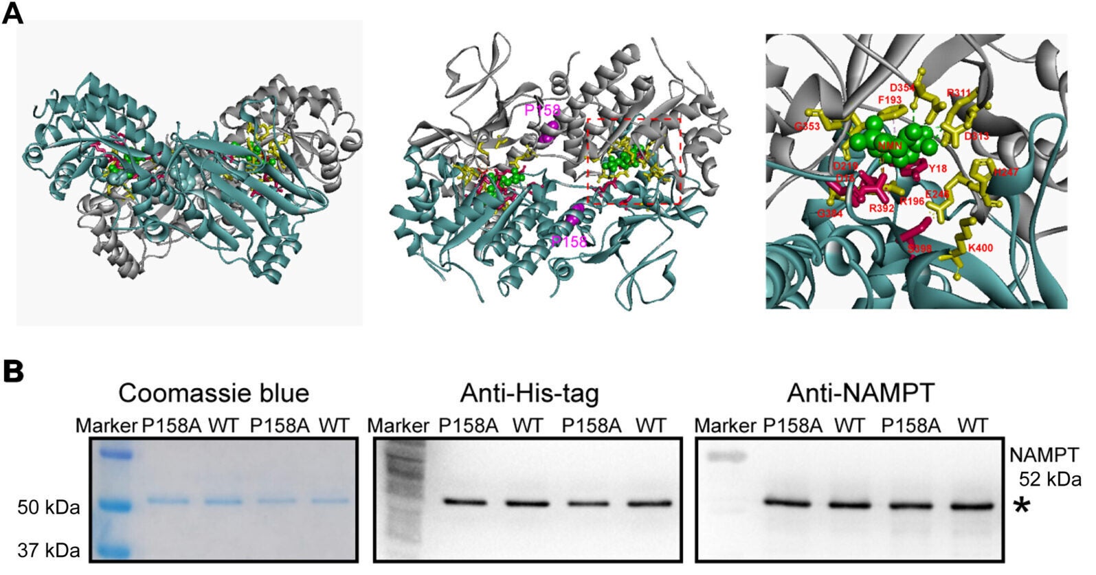 The p.P158A mutation in NAMPT reduces its enzyme activity and cellular bioenergetics.
