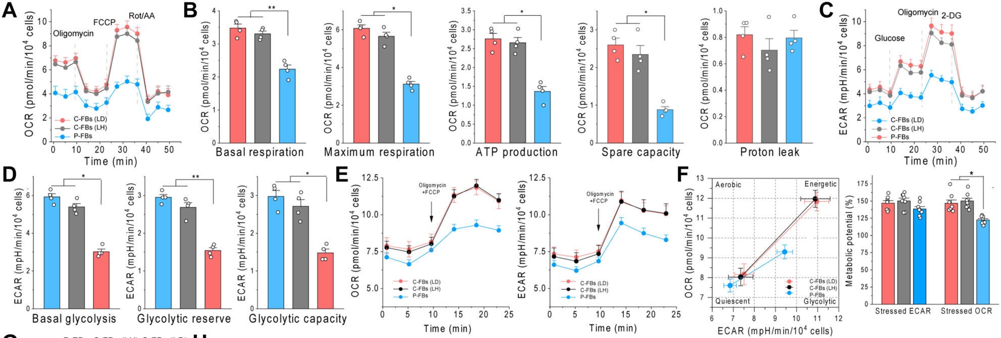 P-FBs show mitochondrial dysfunction and abnormalities.