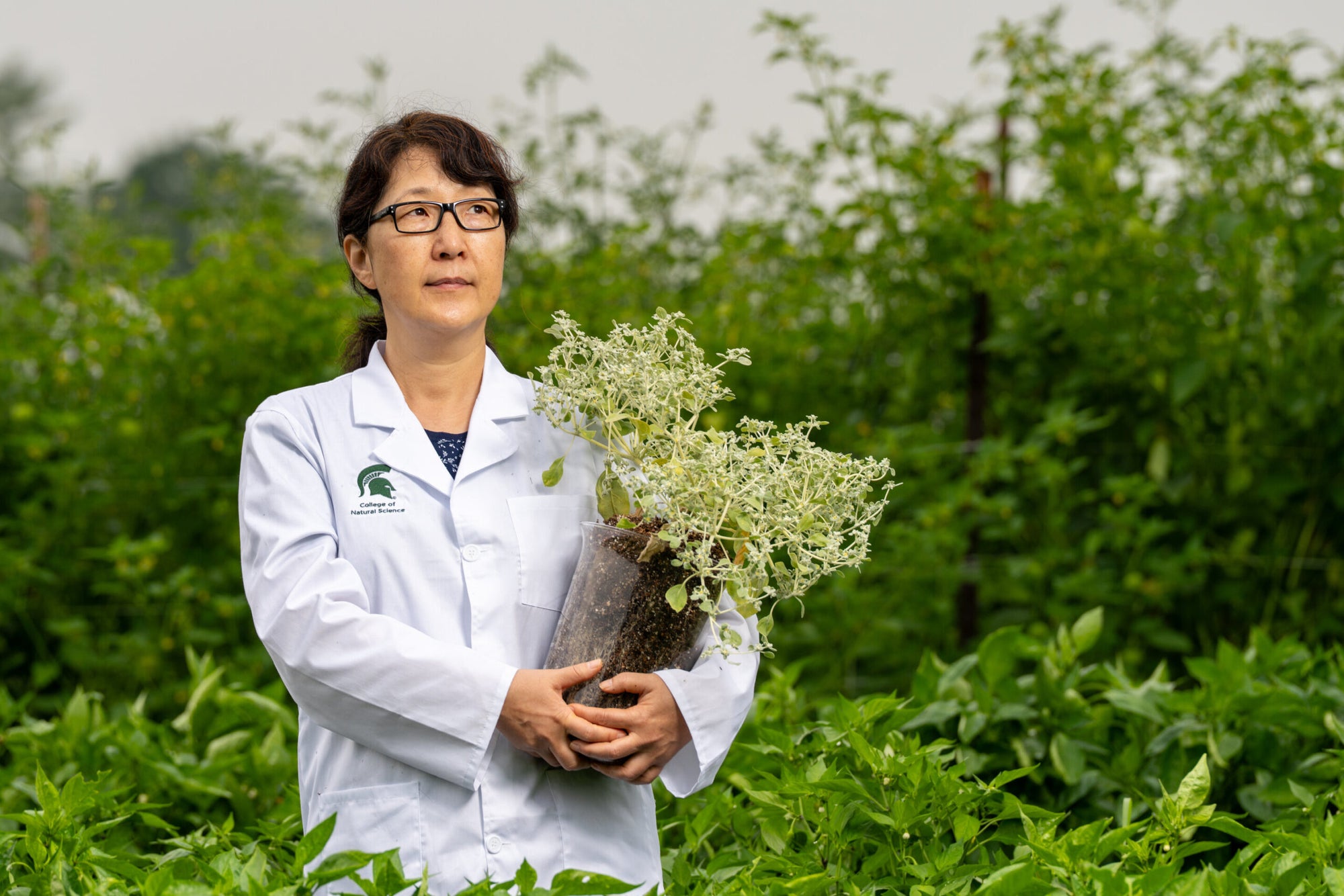 Resilient desert plant shows how agricultural crops could beat global warming