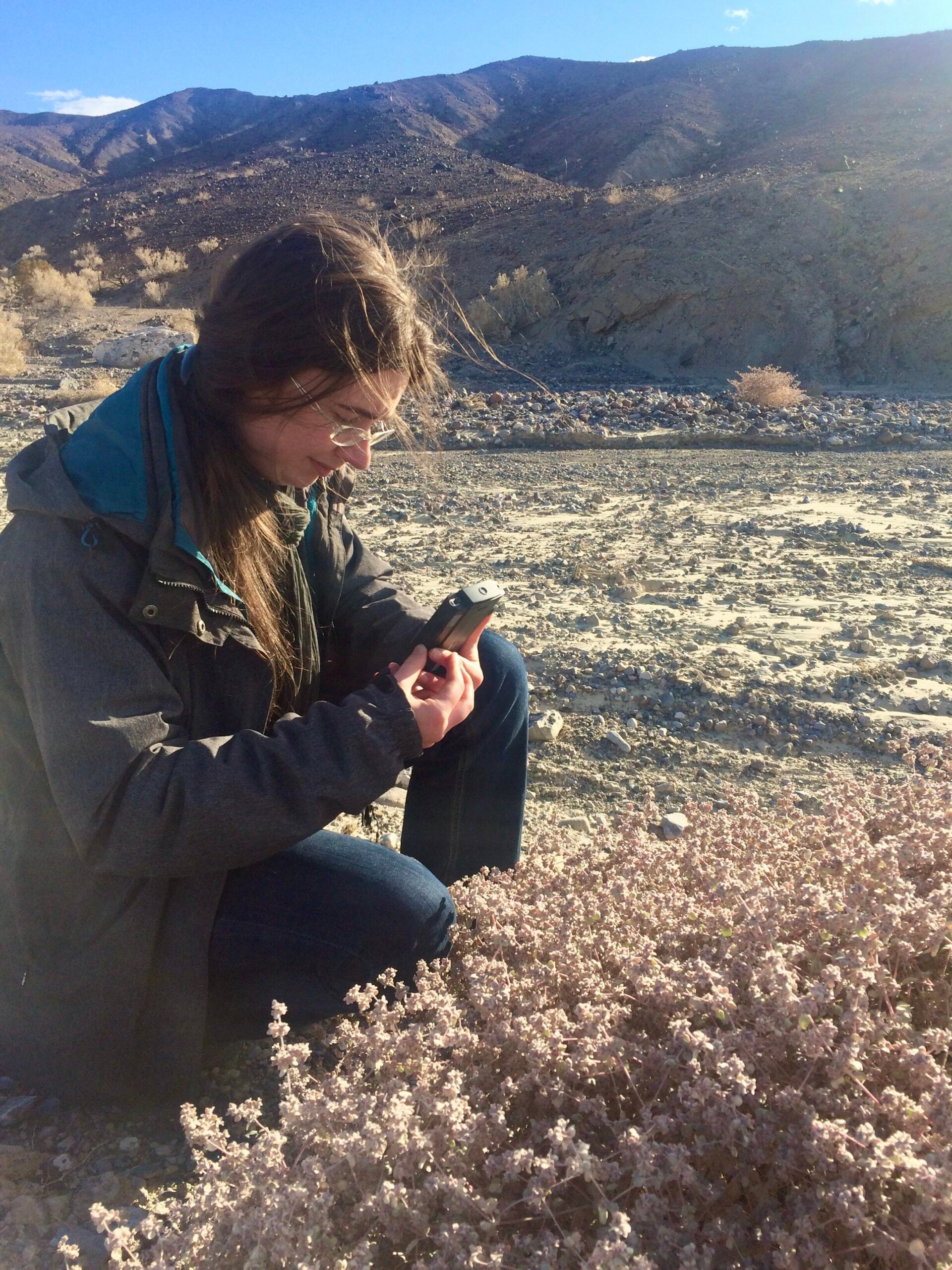 Dr. Karine Prado collecting T. oblongifolia seeds in Death Valley, California.