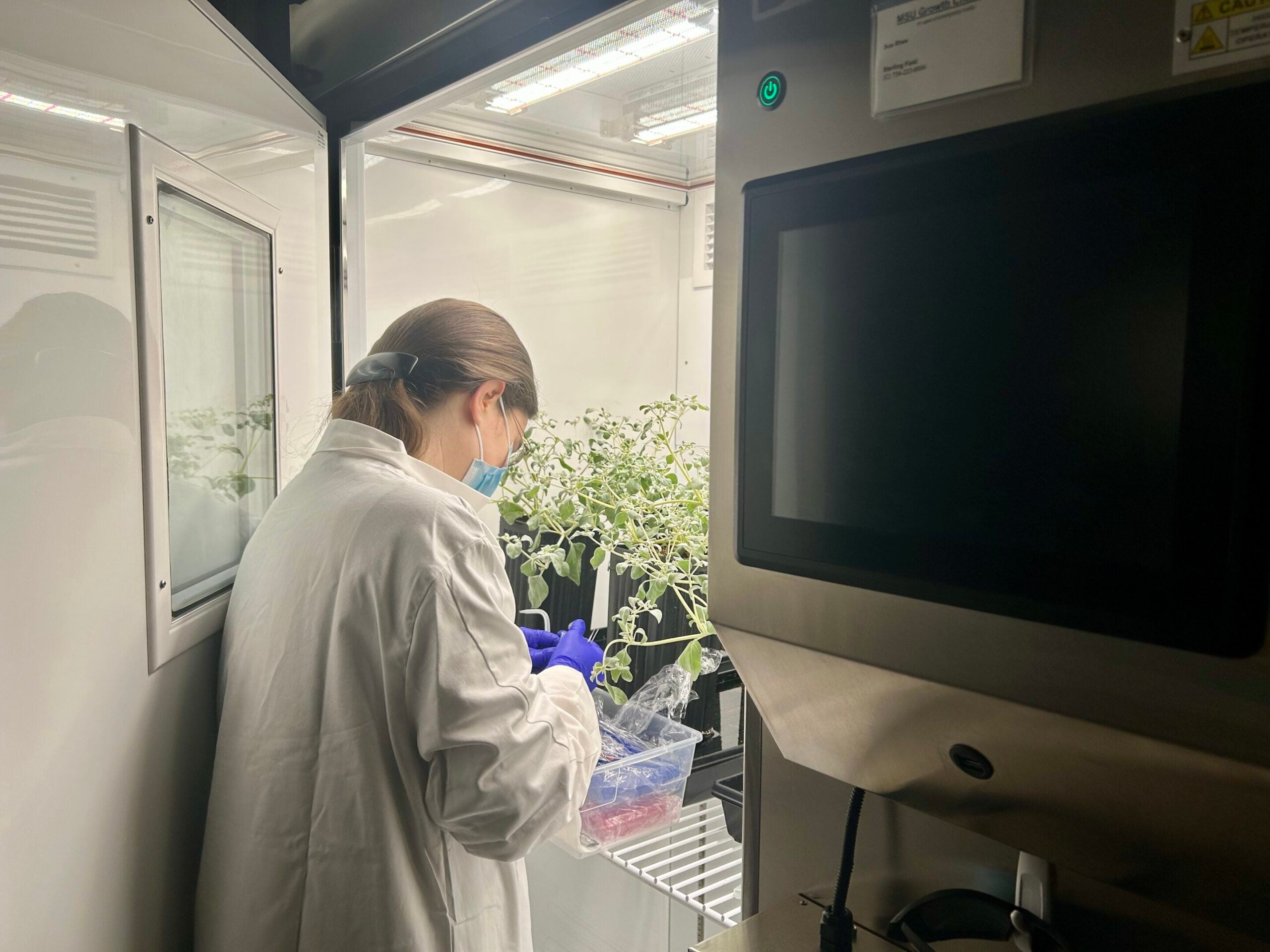 Dr. Karine Prado working with T. oblongifolia inside a plant growth chamber customized to simulate Death Valley conditions.