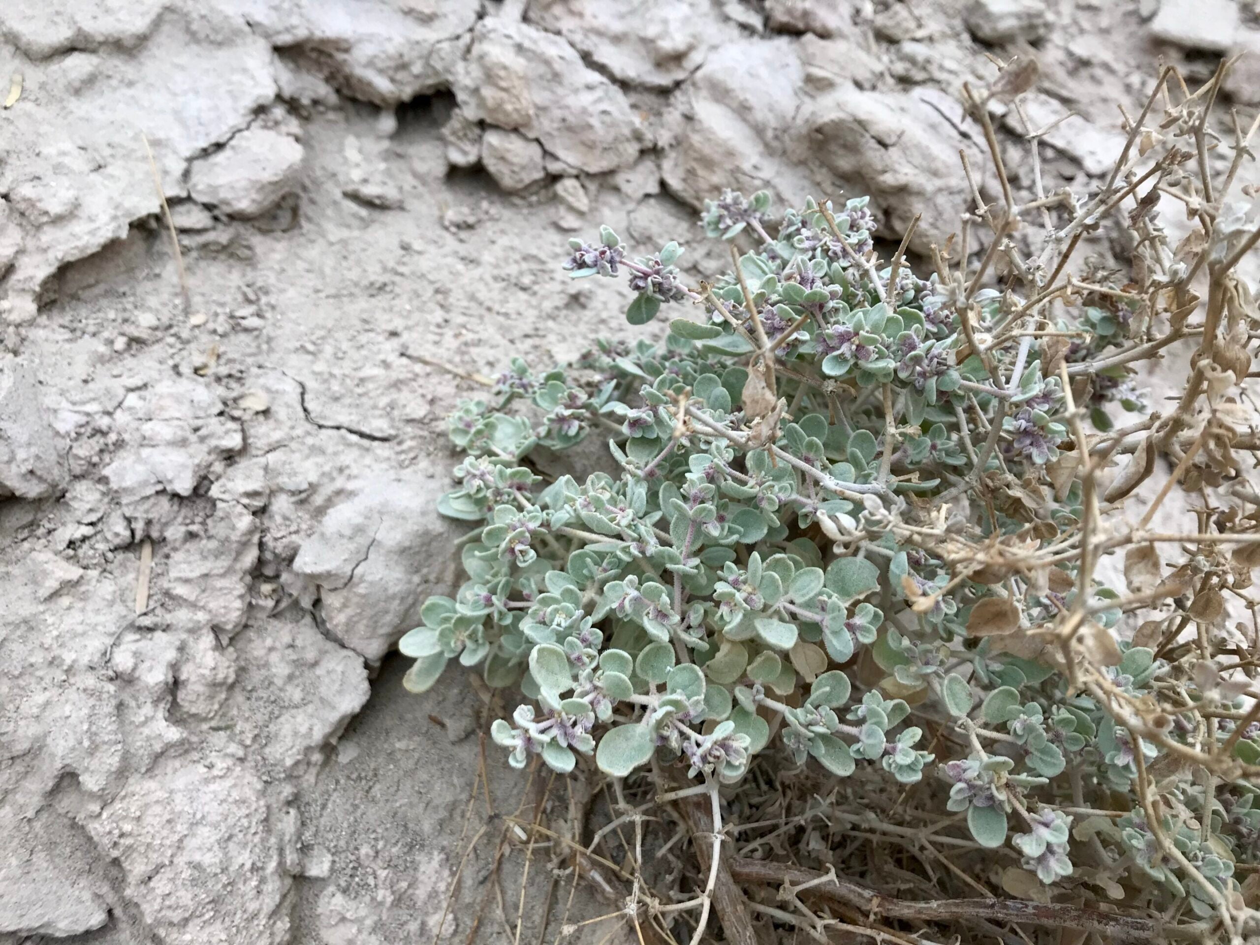 T. oblongifolia growing in Death Valley, California.