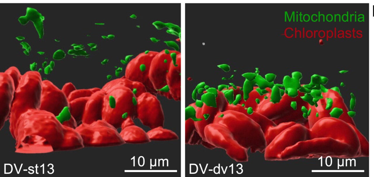 3D reconstruction using confocal micrographs of leaf BS cells, visualizing chloroplast autofluorescence (red) and mitochondria stained with rhodamine123 dye (green).