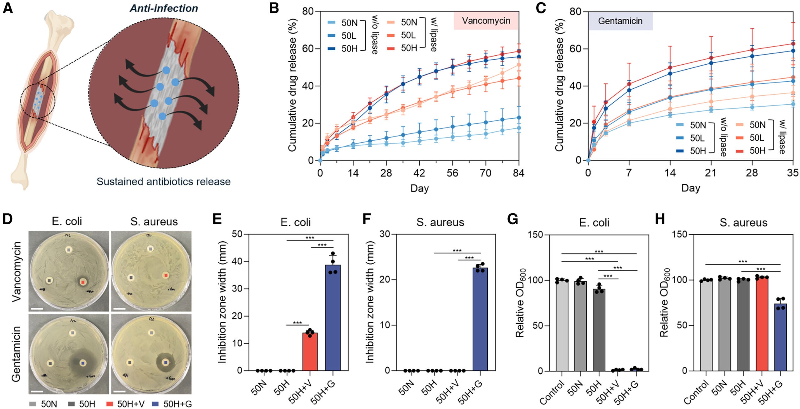 Schematic illustration of the extruded PCL/HA scaffold incorporating antibiotics for sustained release and antibacterial activity.