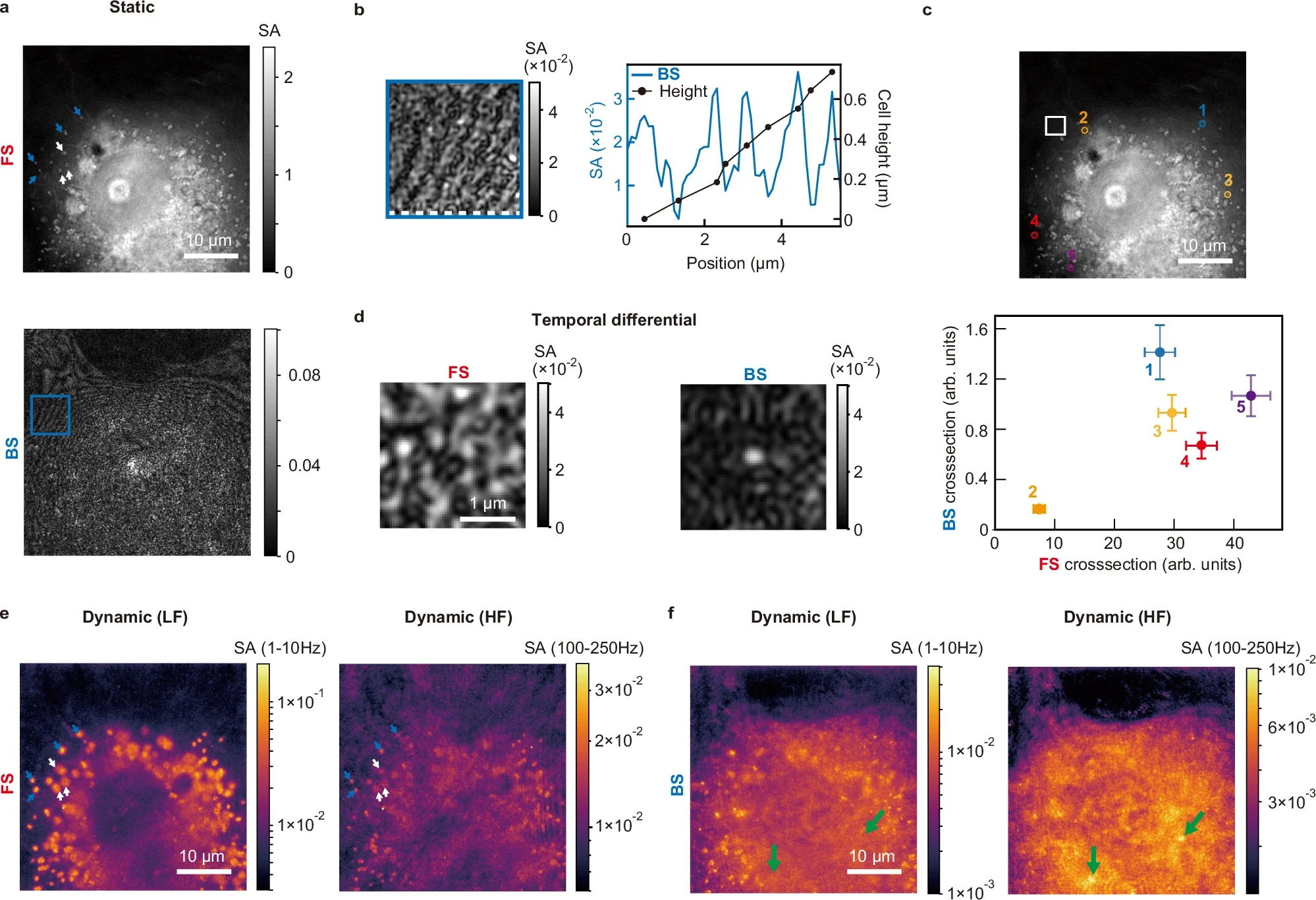Live-cell imaging with BiQSM.