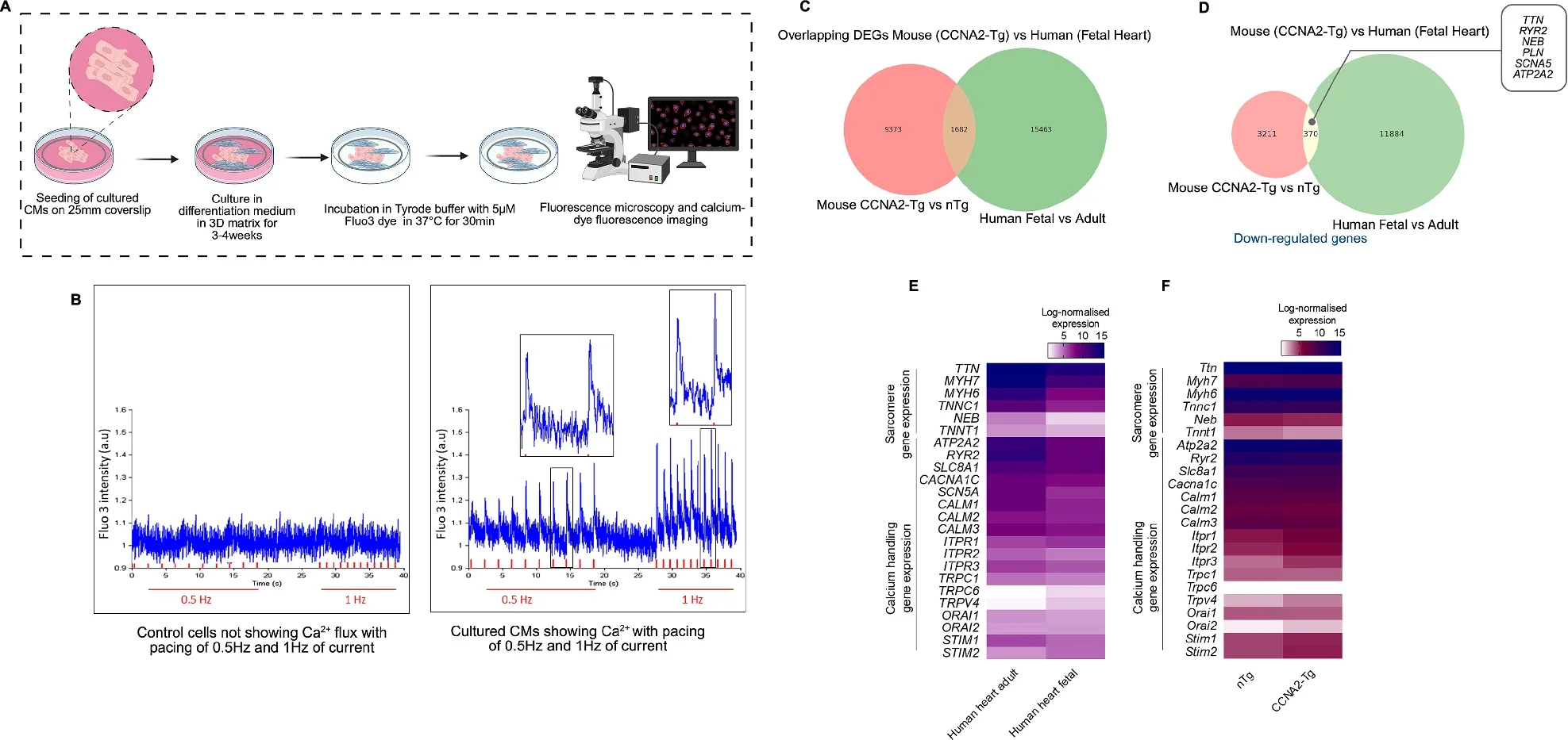 Differentiation of cultured adult human cardiomyocytes.