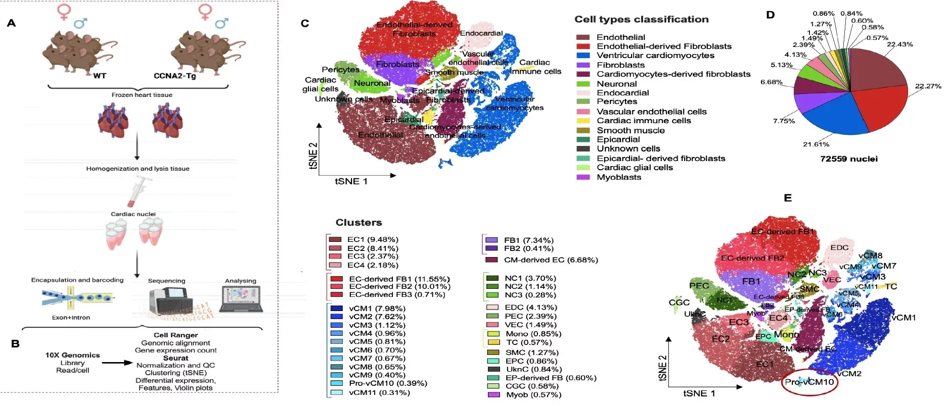 Single-nucleus RNA sequencing identified major cell types in CCNA2-Tg mice.