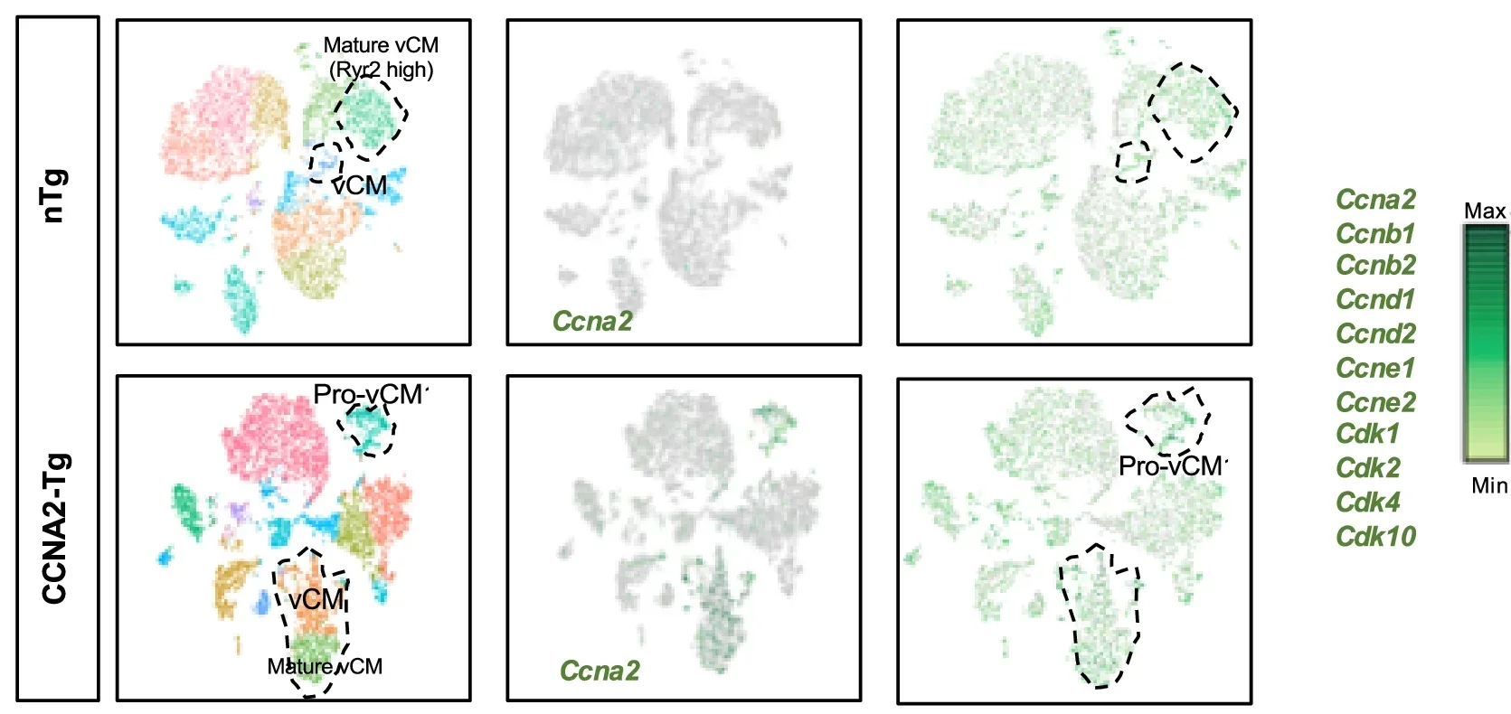 CCNA2 and cell cycle genes expression in CCNA2-Tg and nTg mice cardiomyocytes delineated by snRNA-seq.