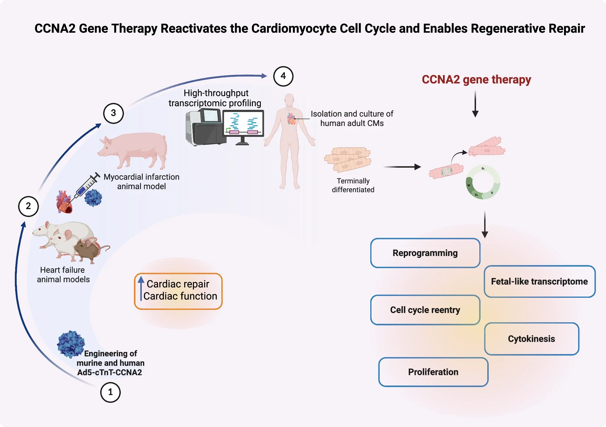 Translational roadmap and mechanistic model of CCNA2 gene therapy for cardiac regeneration.