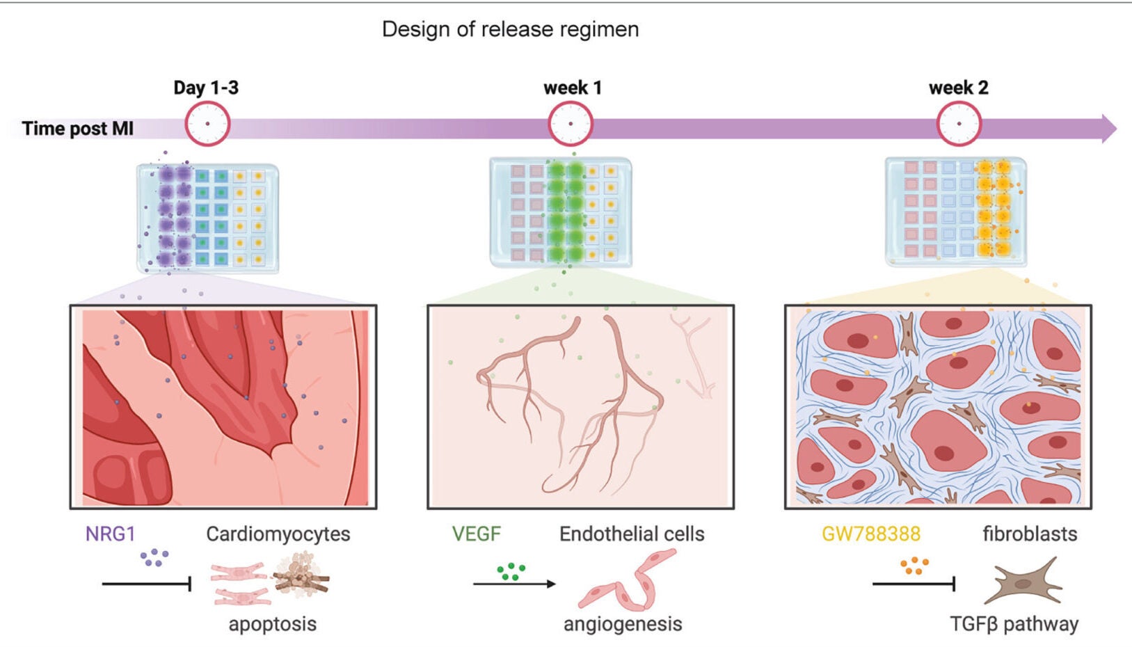 Design of the sequential therapy employing three drugs, each administered at specific time points post MI to target different repair pathways within their respective time windows.