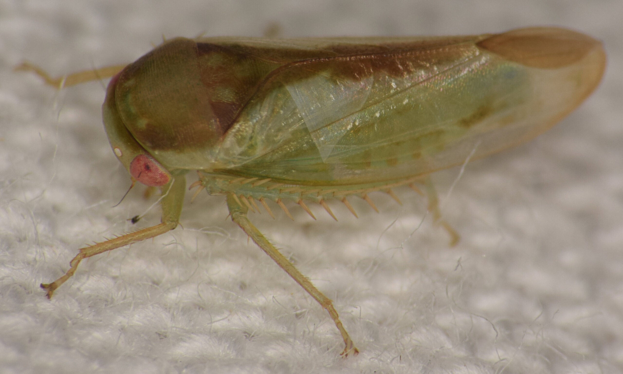 Batracomorphus ruthae - one of the seven new species of leafhopper discovered by Dr. Alvin Helden of Anglia Ruskin University.