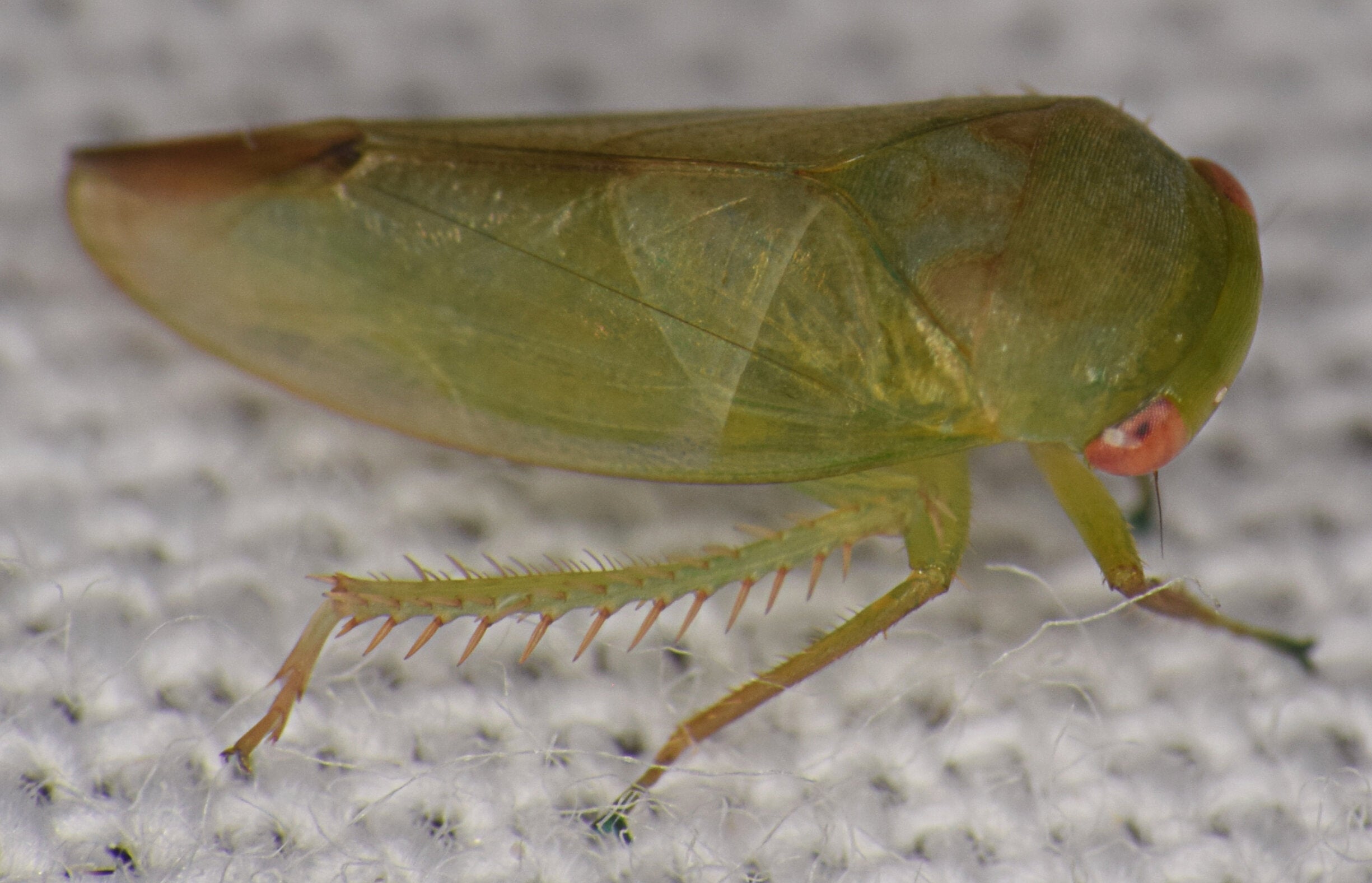 Batracomorphus chloros - one of the seven new species of leafhopper discovered by Dr. Alvin Helden.