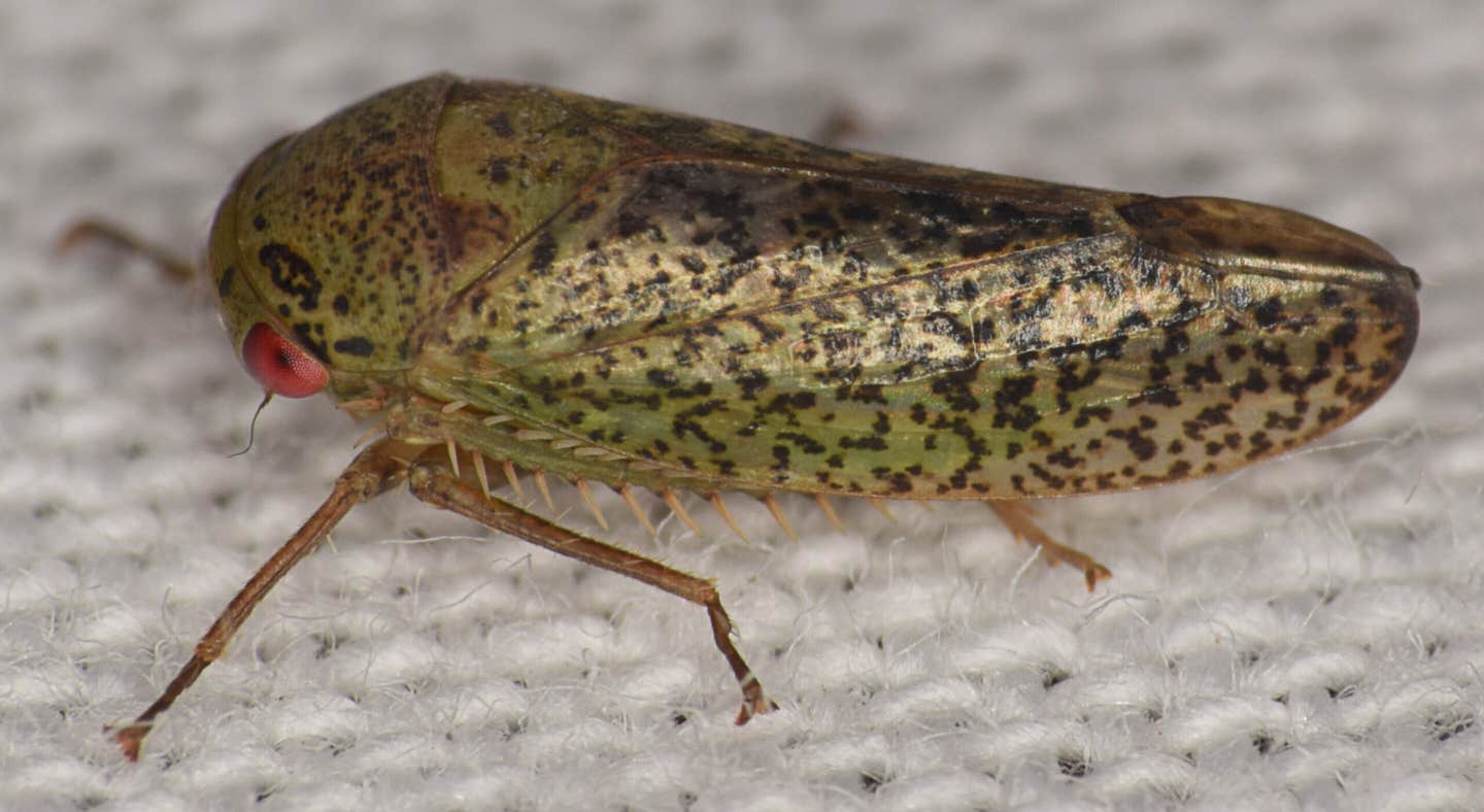 Batracomorphus pardos - one of the seven new species of leafhopper discovered by Dr. Alvin Helden.