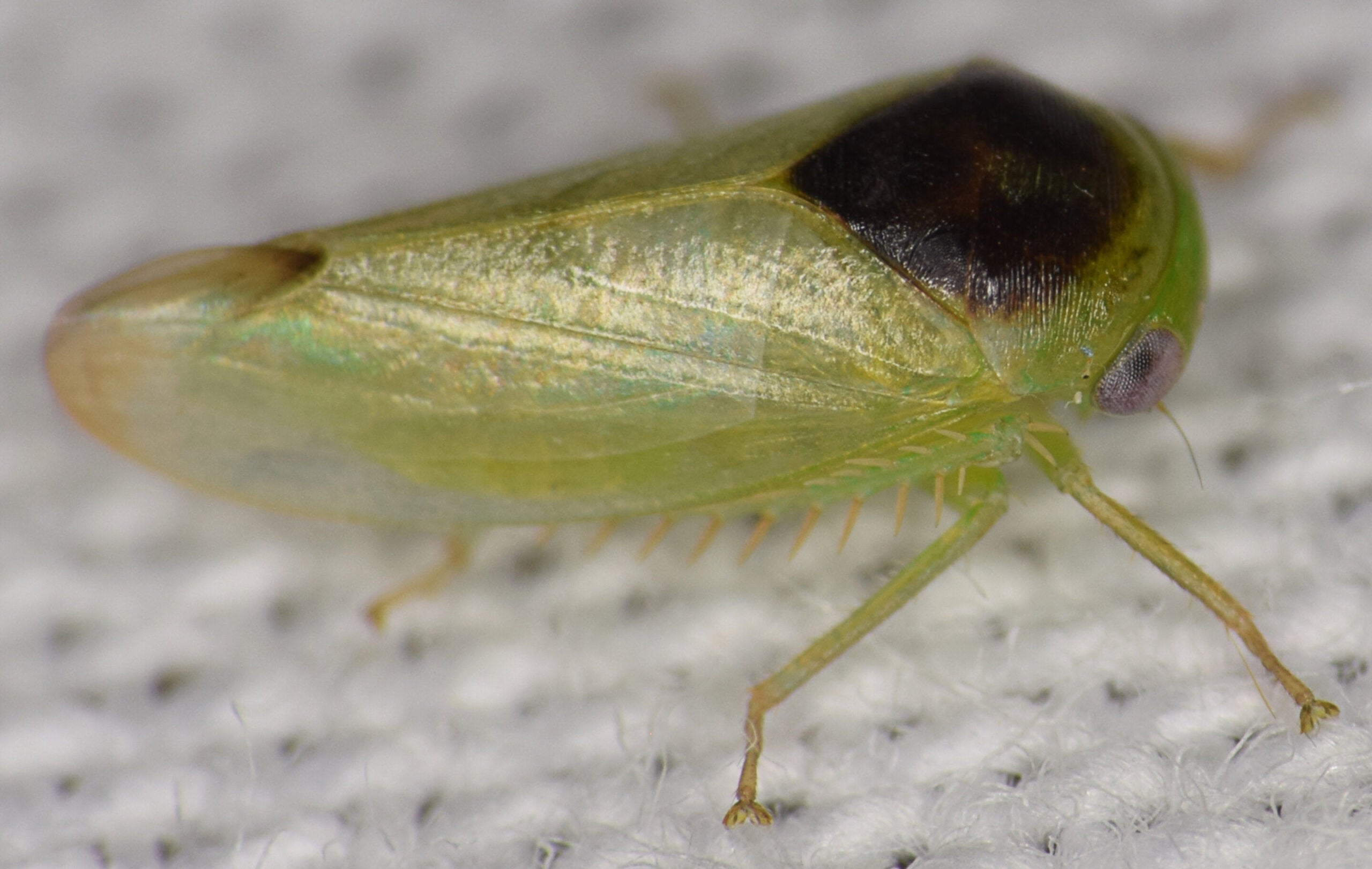 Batracomorphus eusemos - one of the seven new species of leafhopper discovered by Dr. Alvin Helden.