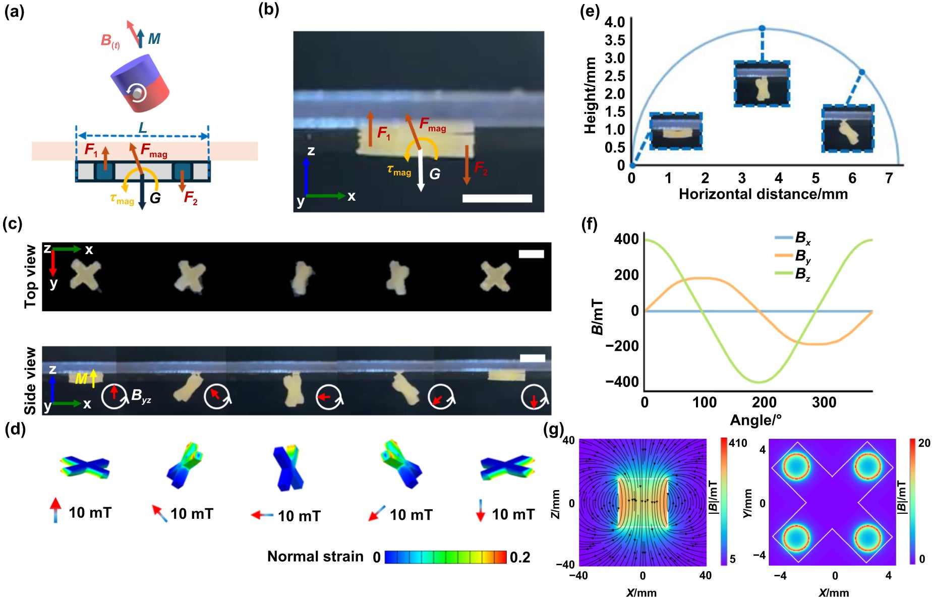 Schematic of force analysis and characterization of the BMSR crawling upside down in response to a rotating magnetic field.