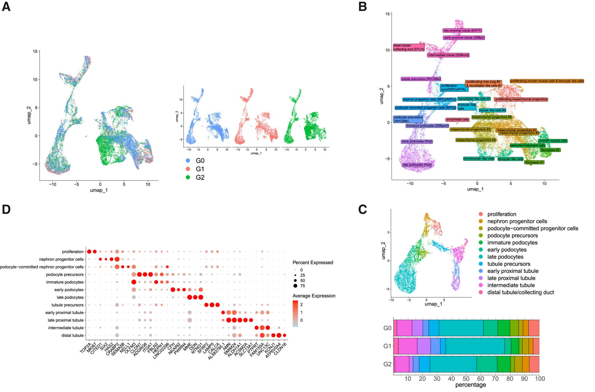 APOL1 is primarily expressed in podocyte populations, and RV podocytes display the highest number of dysregulated genes