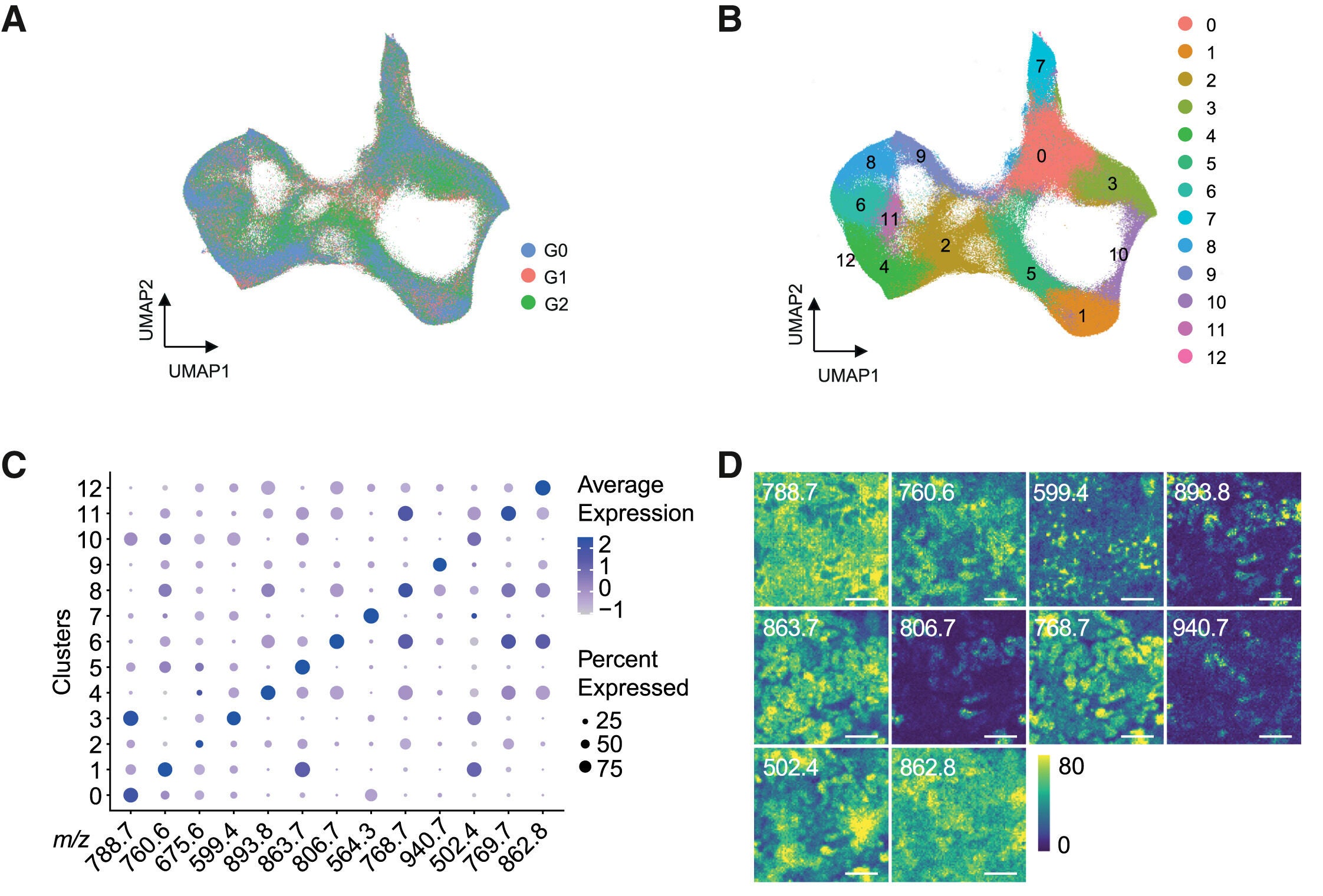 Spatial identification of mature podocytes by specific lipid profiles