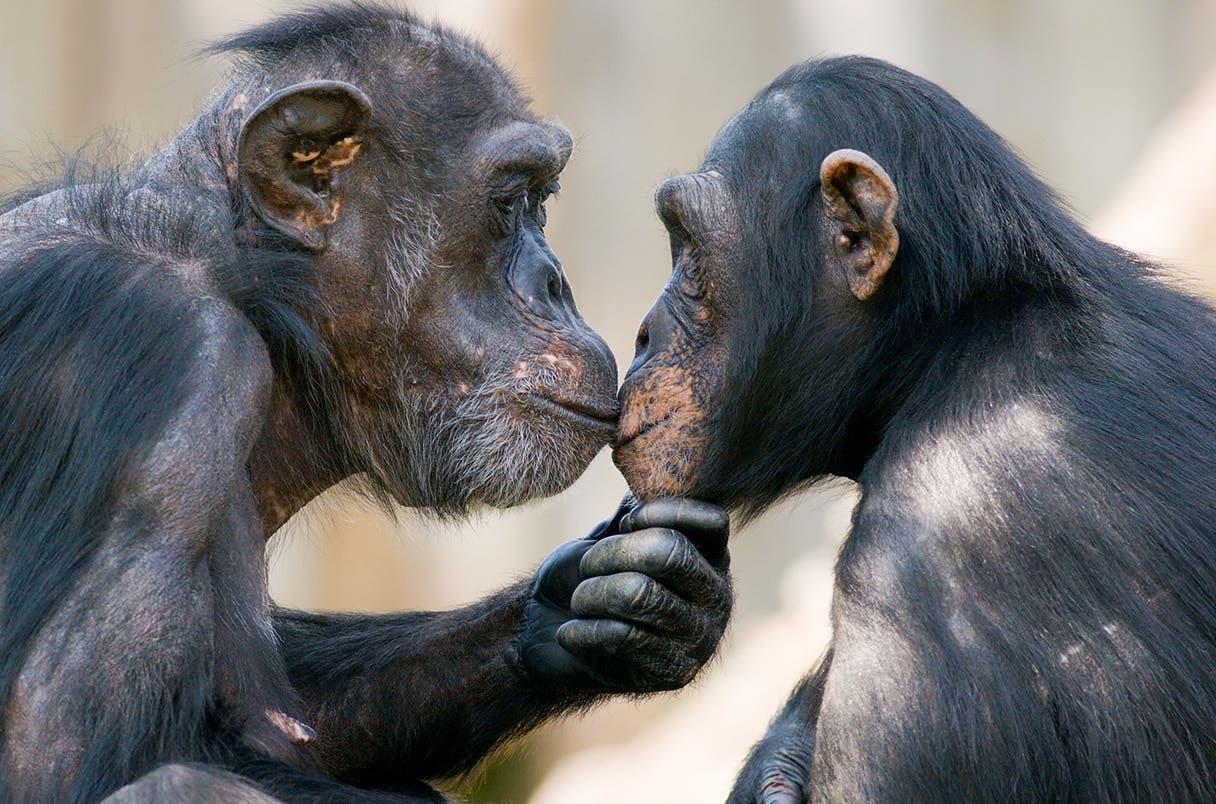 A new study suggests that kissing emerged more than 21 million years ago among early apes and likely appeared in Neanderthals as well.